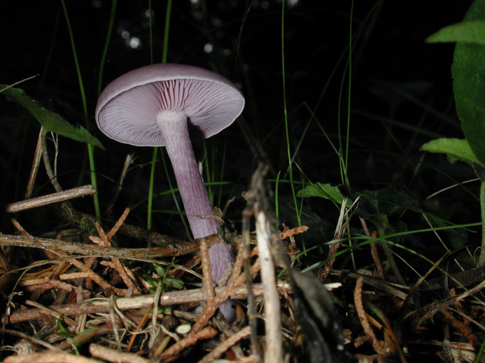Nikon E990 sample photo. Poison, fungus, grass, wood photography