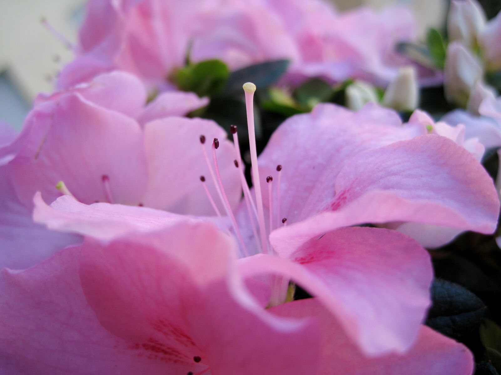 Canon DIGITAL IXUS 960 IS sample photo. Flowers, petals, rosa photography