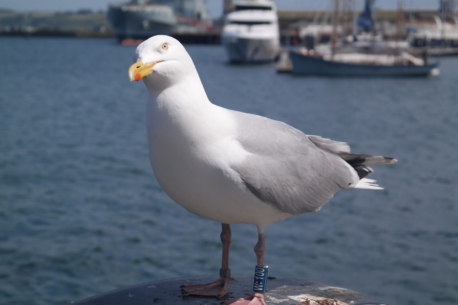 Samsung NX300 sample photo. Seagull, bird, seashore photography
