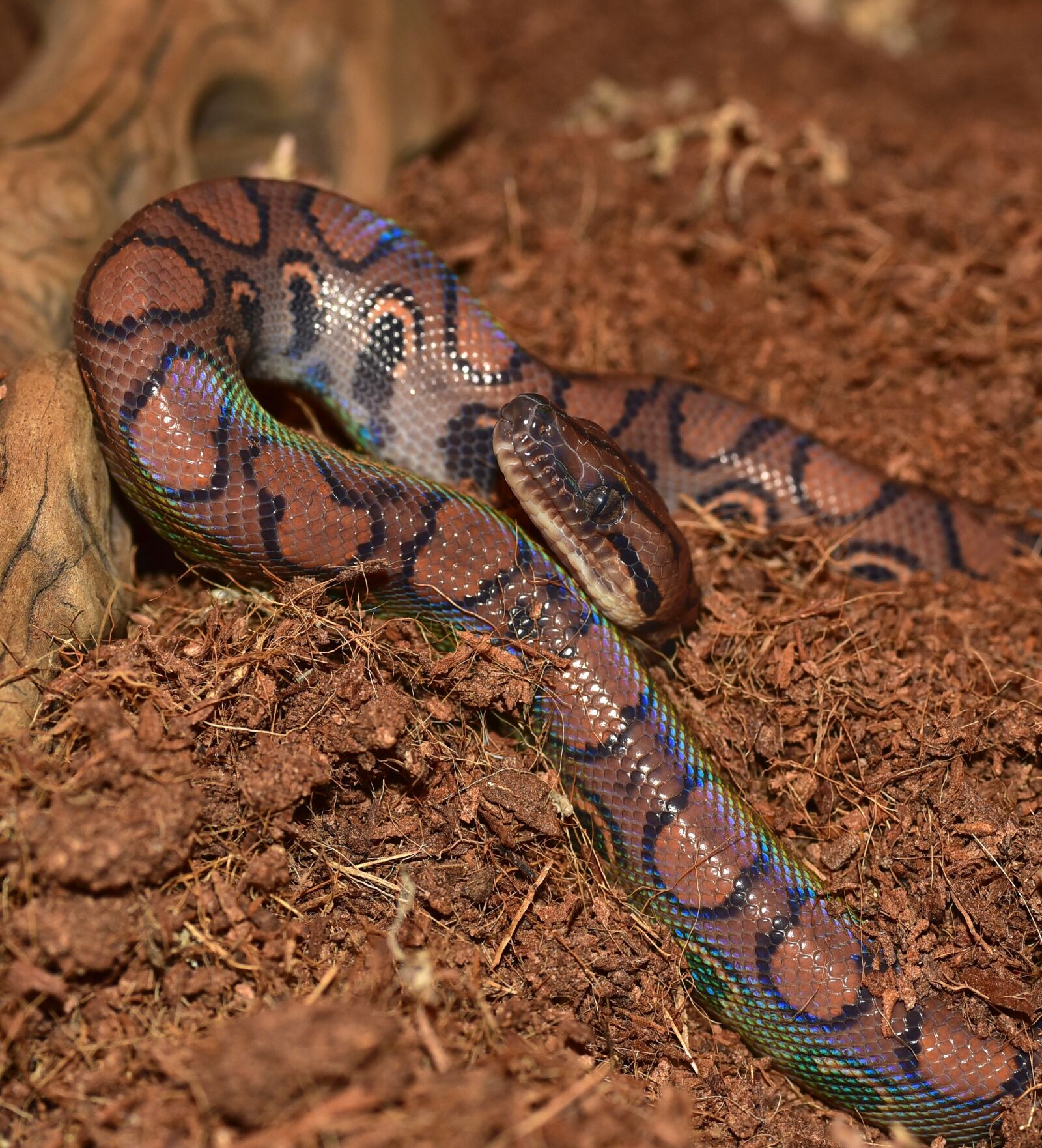Nikon D750 sample photo. Snake, rainbow boa, reptile photography