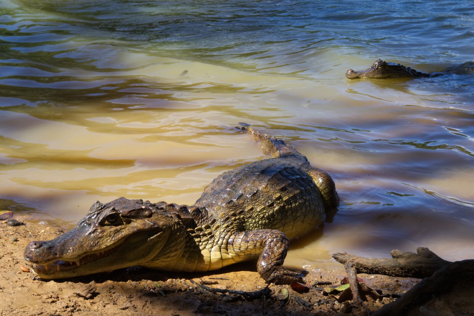 Крупное водное пресмыкающееся. Морской гребнистый крокодил. Крокодил Ориноко. Морской гребнистый крокодил хищник.
