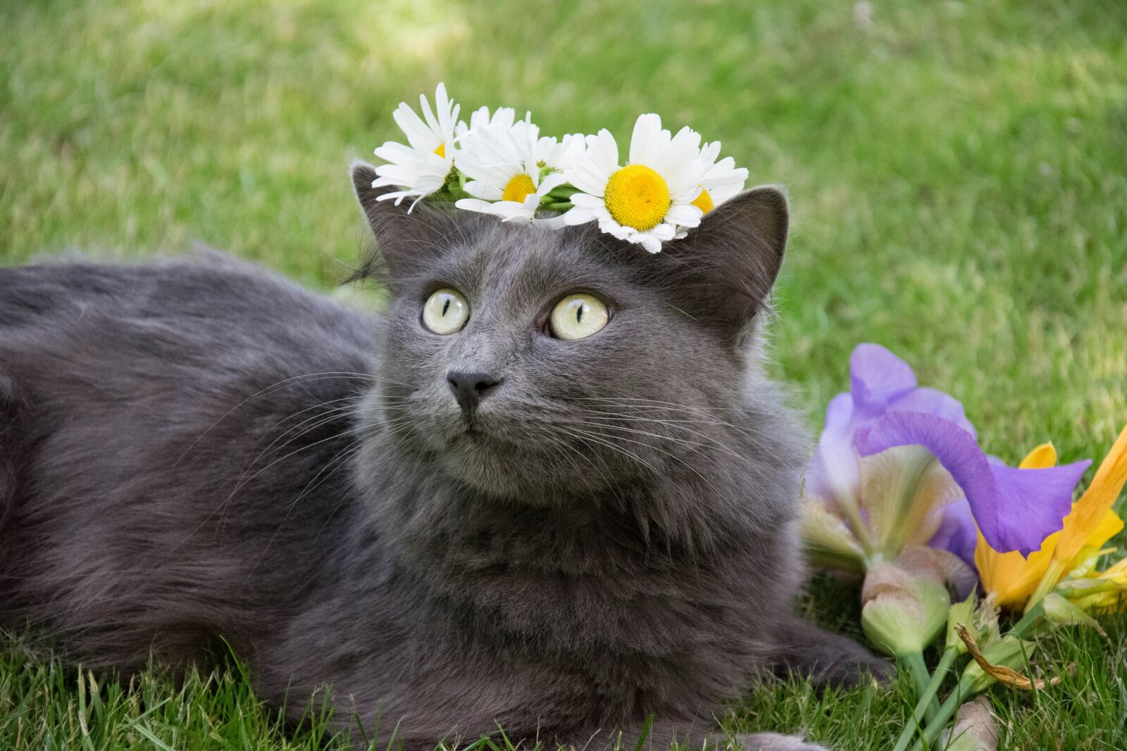 Nikon D5300 sample photo. Cute, animals, pet photography