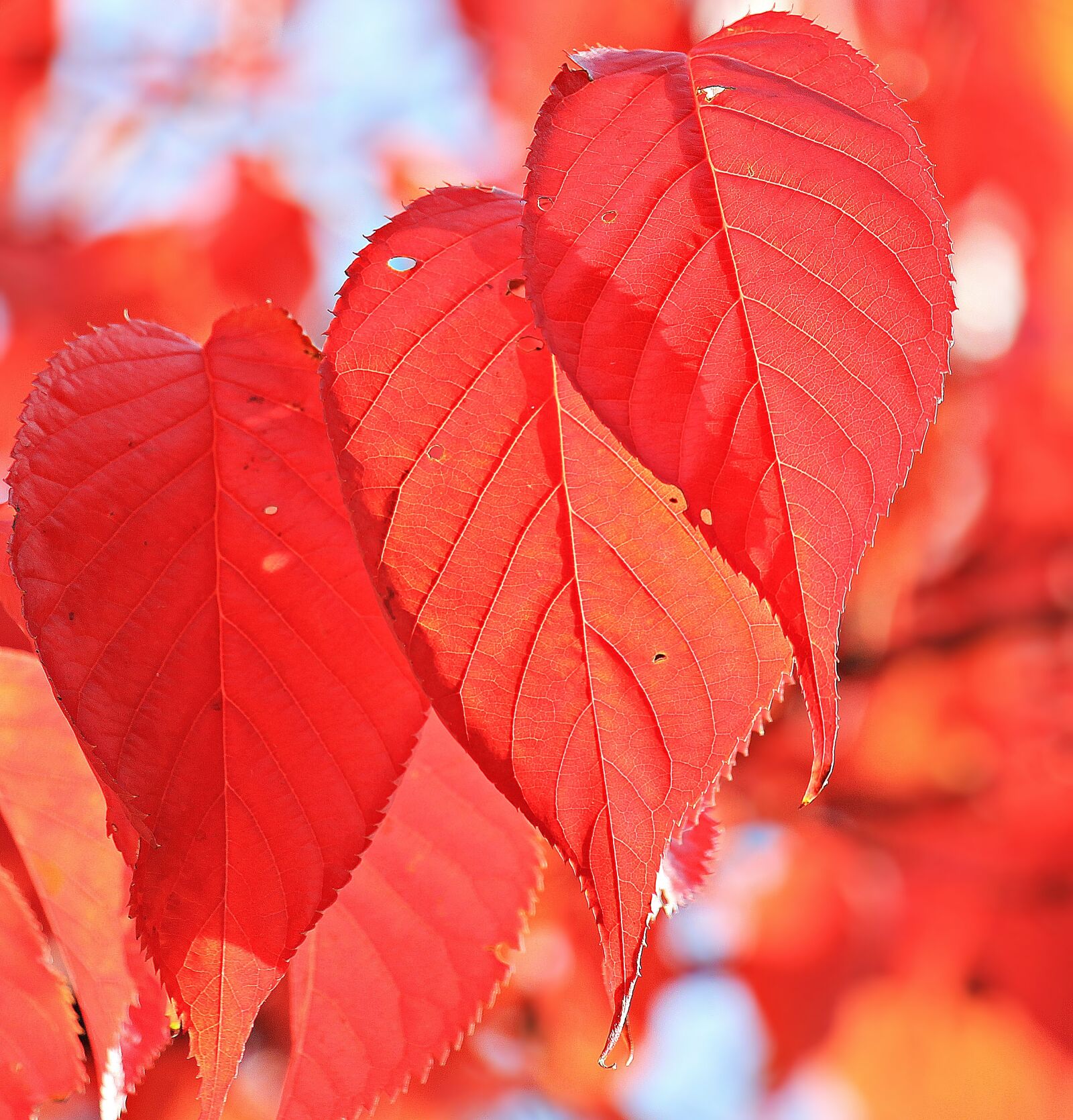 Canon EOS 550D (EOS Rebel T2i / EOS Kiss X4) sample photo. Autumn, fall leaves, leaves photography