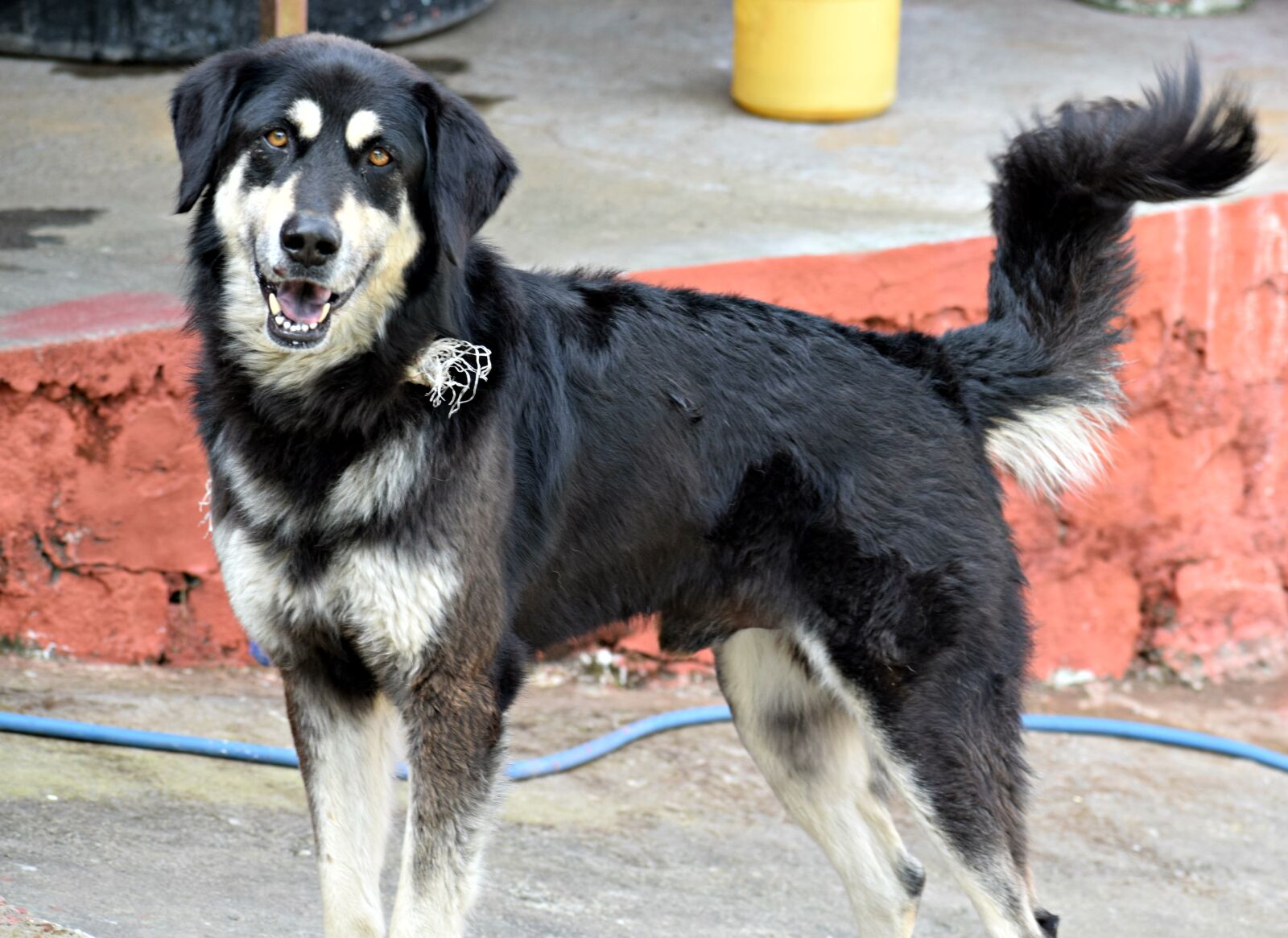 Nikon D3300 sample photo. Dog, black, domestic photography