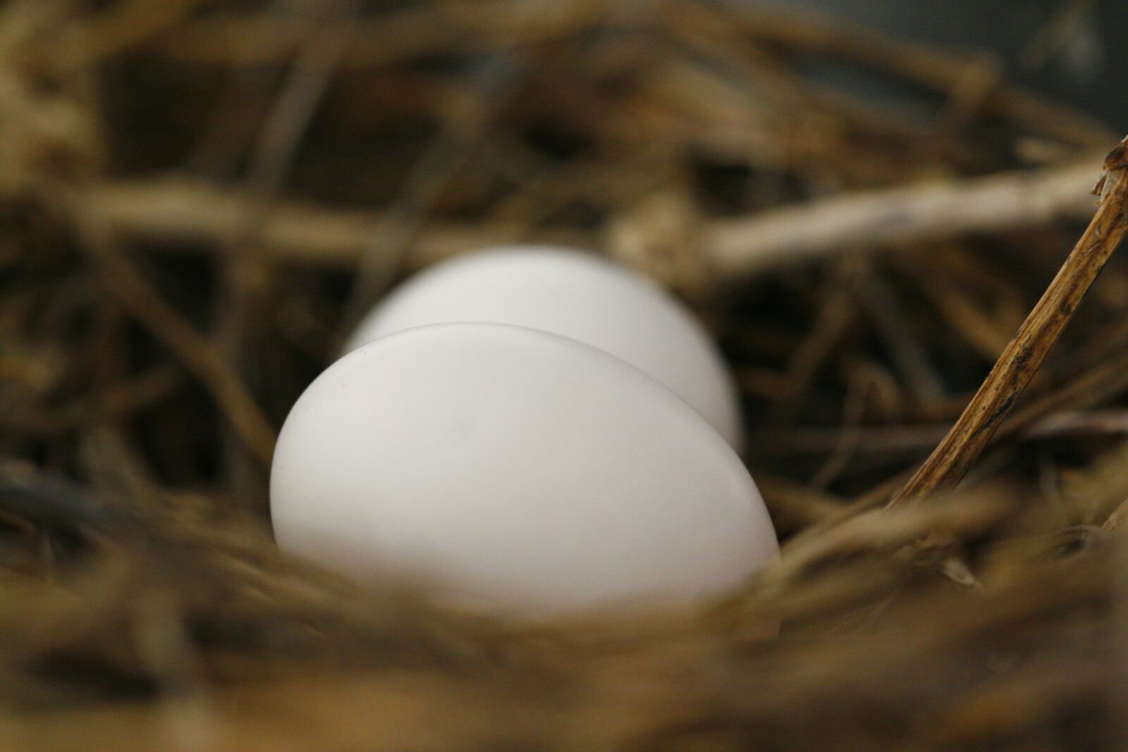 Canon EOS 30D sample photo. Eggs, nest, spring photography
