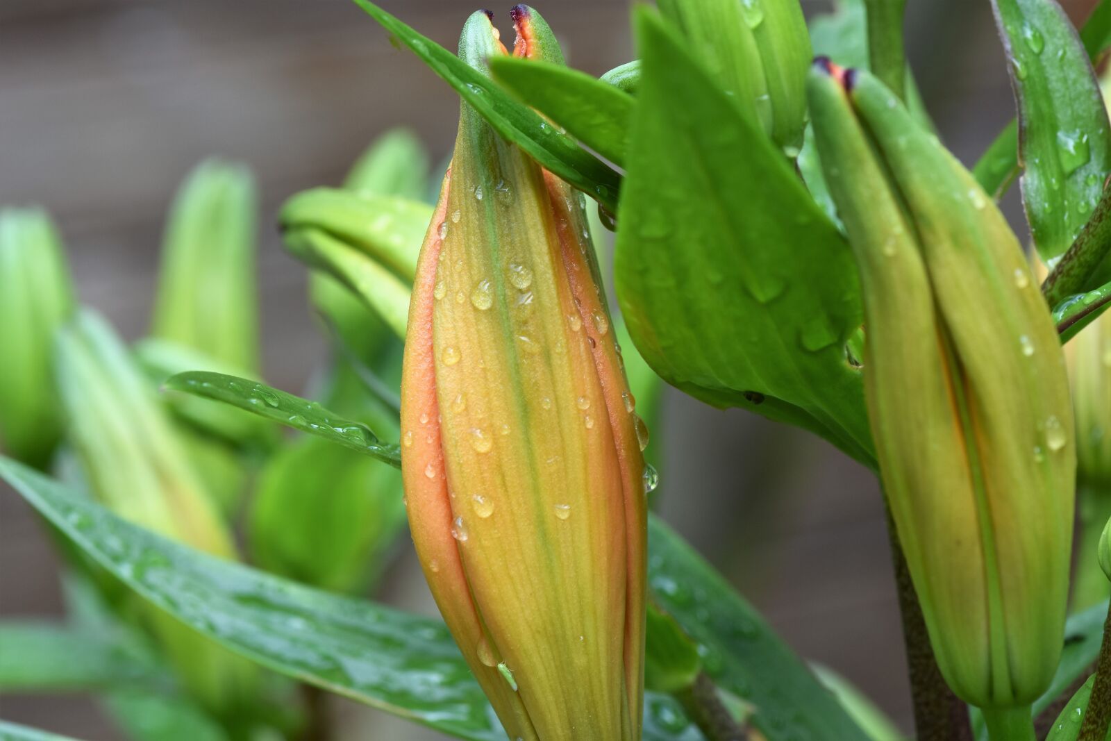 Nikon D7200 sample photo. Flower, nature photography