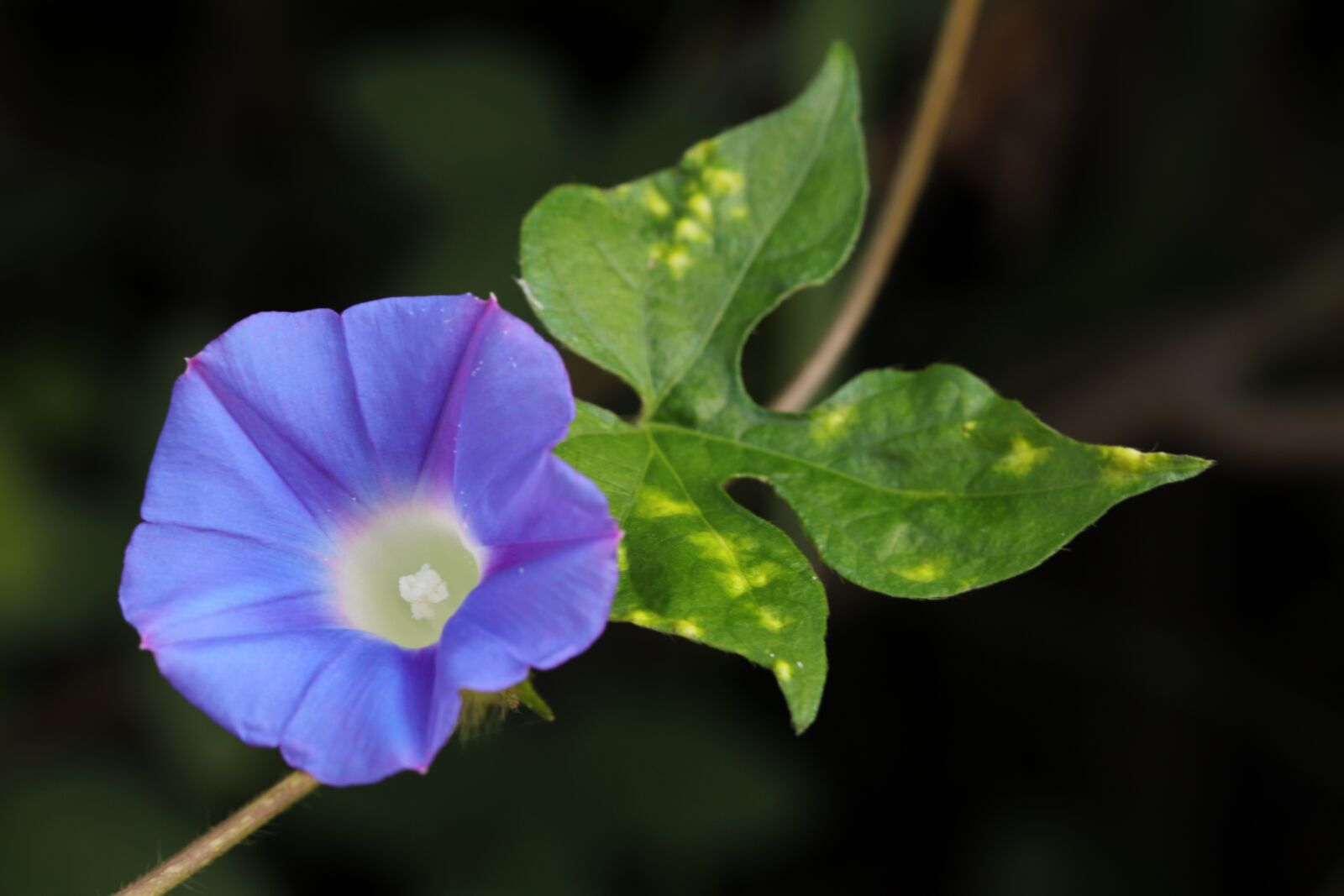Canon EOS 6D Mark II sample photo. Morning glory, plants, garden photography