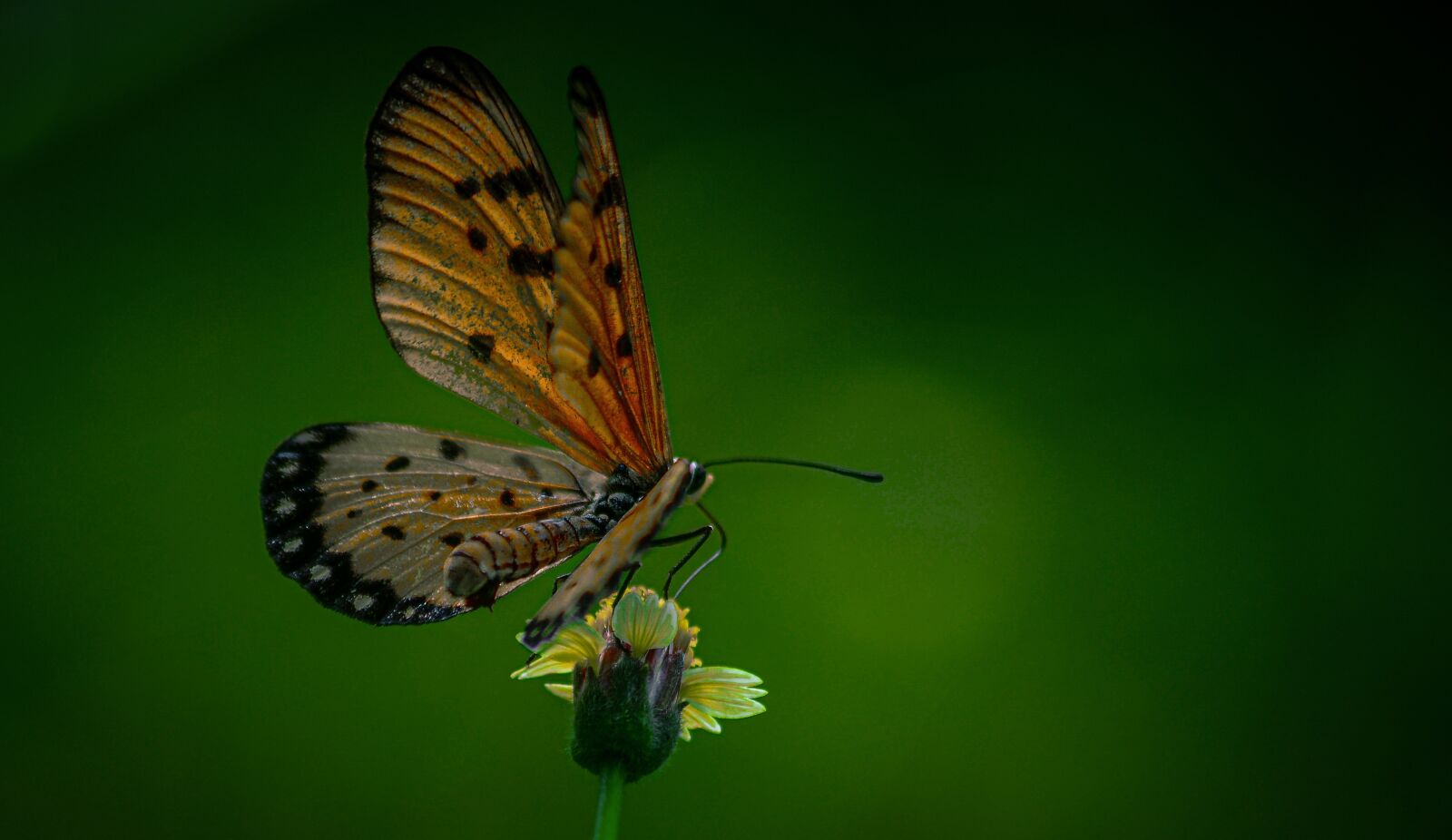 Nikon D5100 sample photo. Butterfly, insect, flower photography