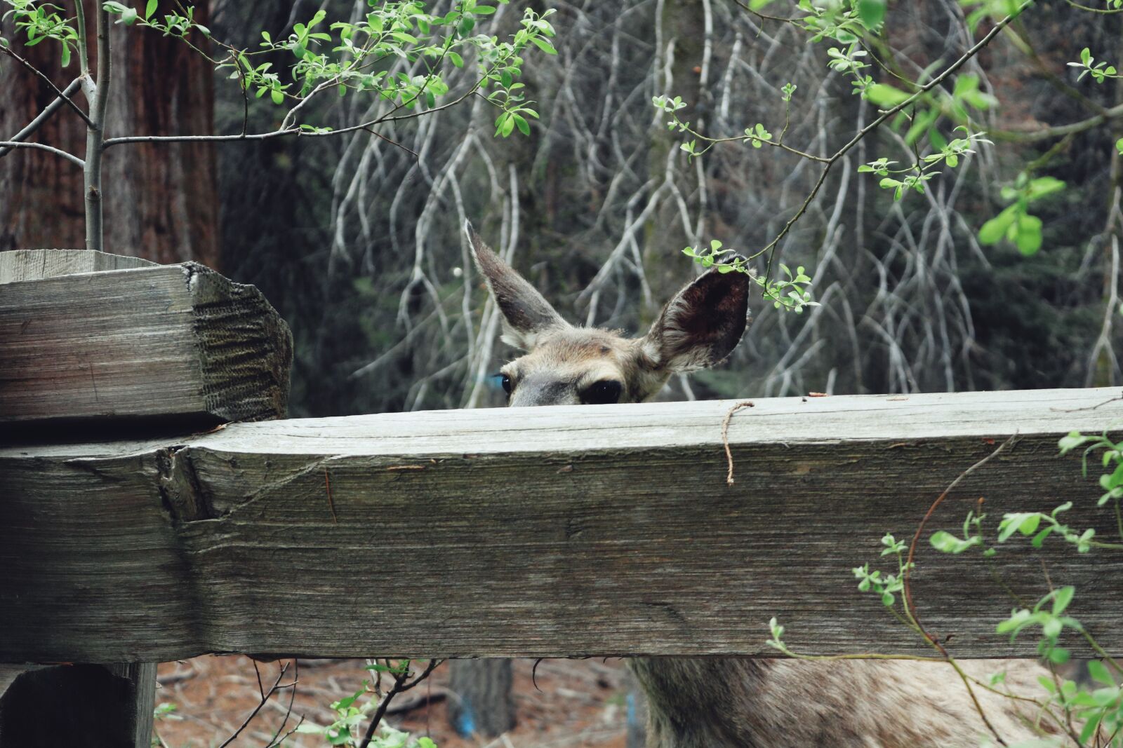 Canon EOS 750D (EOS Rebel T6i / EOS Kiss X8i) sample photo. Nature, outdoor, adventure photography
