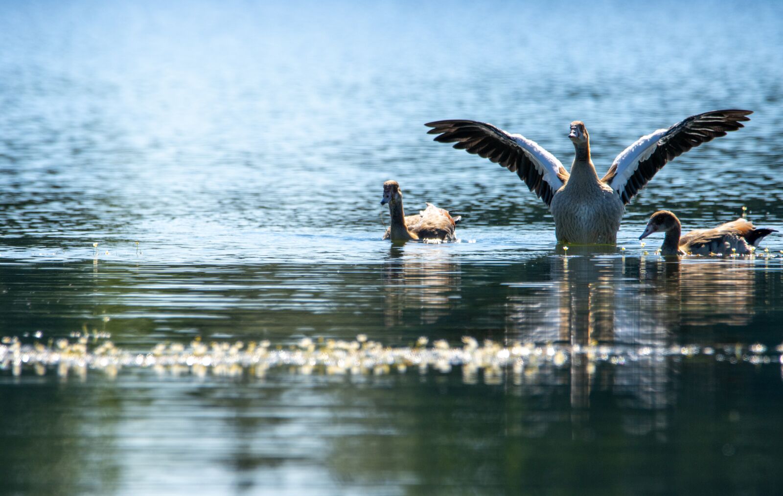 150-600mm F5-6.3 DG OS HSM | Contemporary 015 sample photo. Nilgans, geese, wing photography