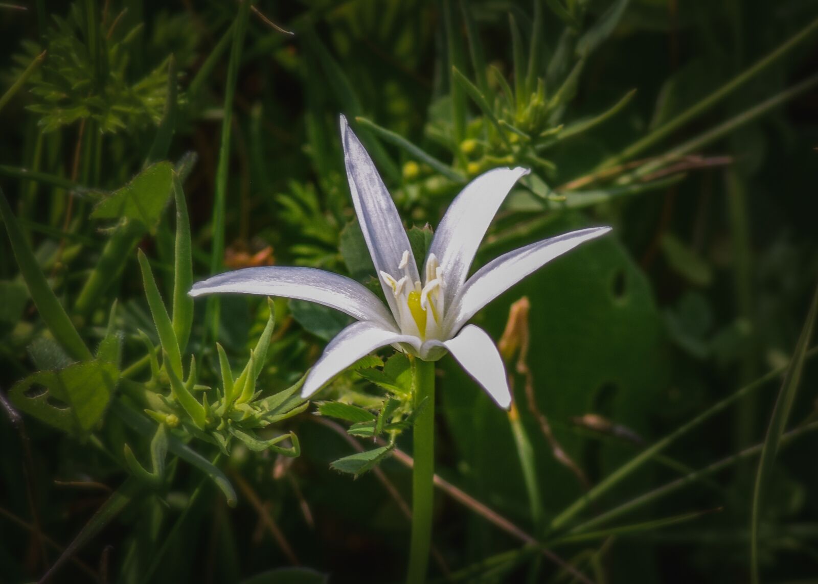 Nikon D3300 sample photo. Wildflower, white, flower photography