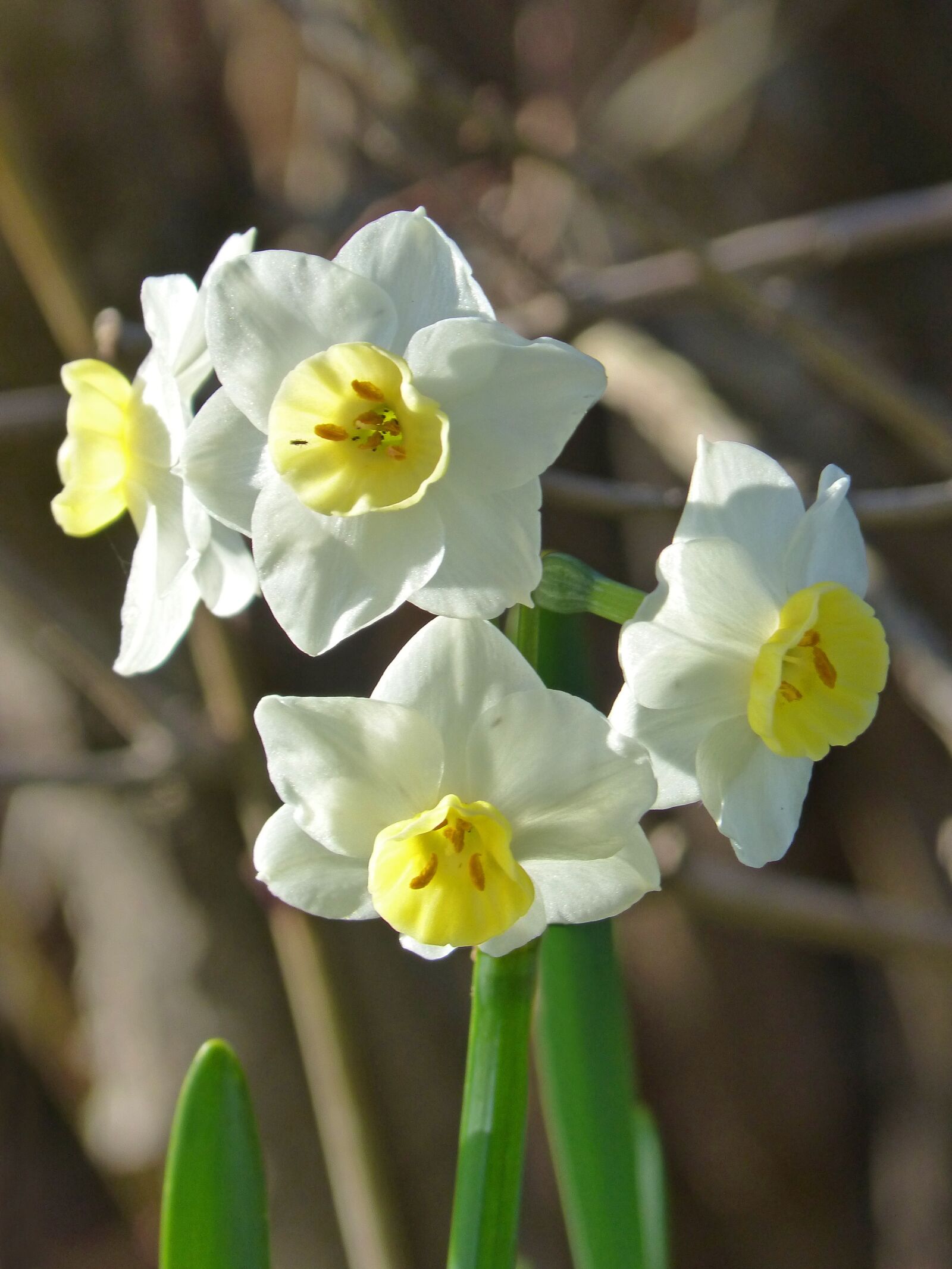 Panasonic DMC-FZ62 sample photo. Daffodil, daffodils, florir photography