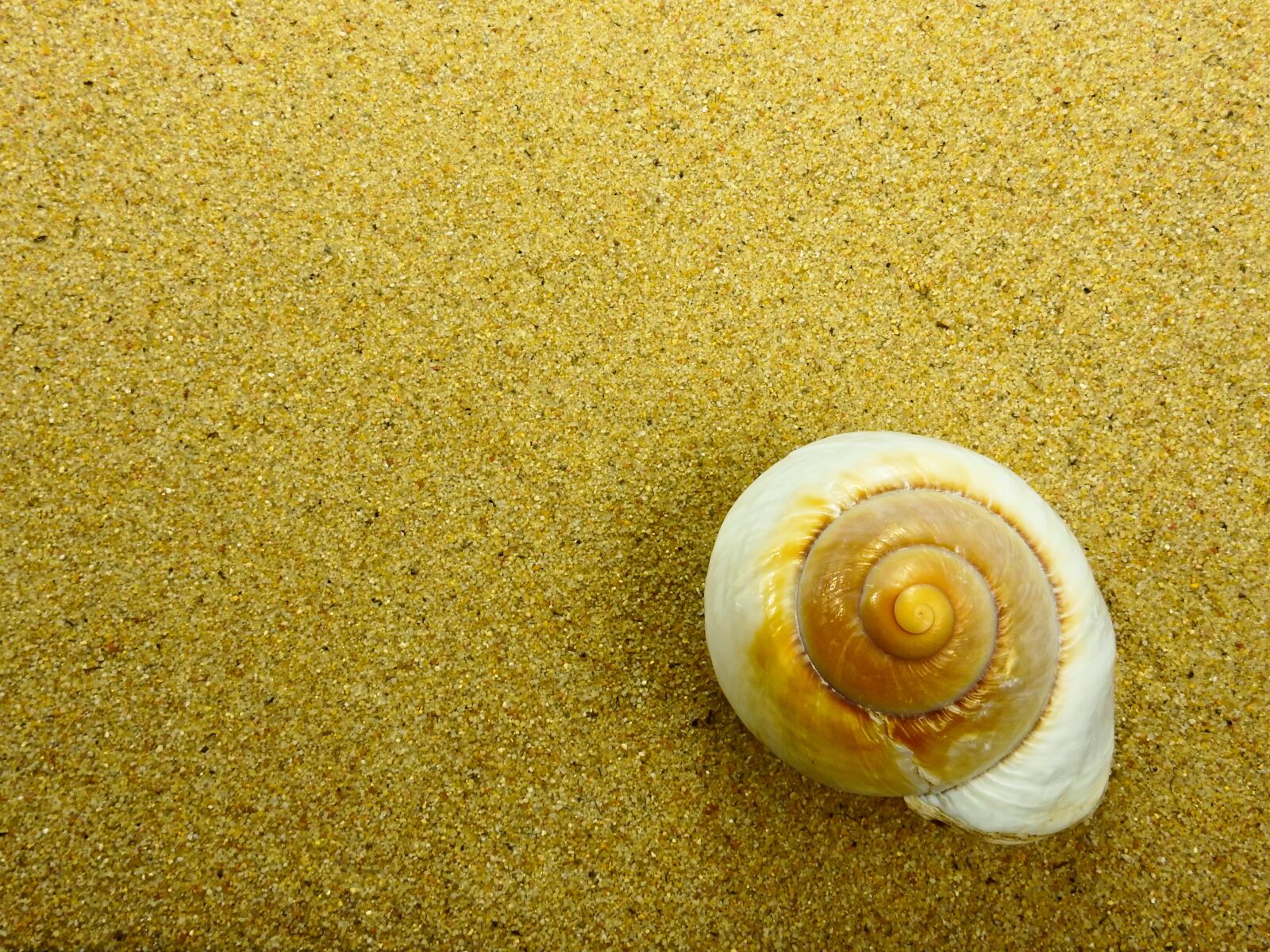 Nikon Coolpix P900 sample photo. Sand, beach, shell photography