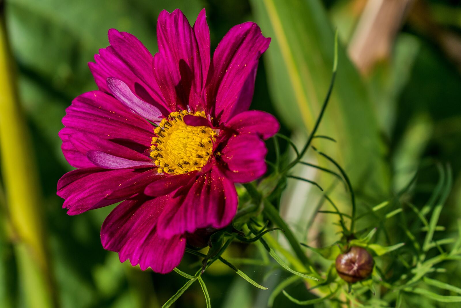 Nikon D3300 sample photo. Nature, plant, flower photography