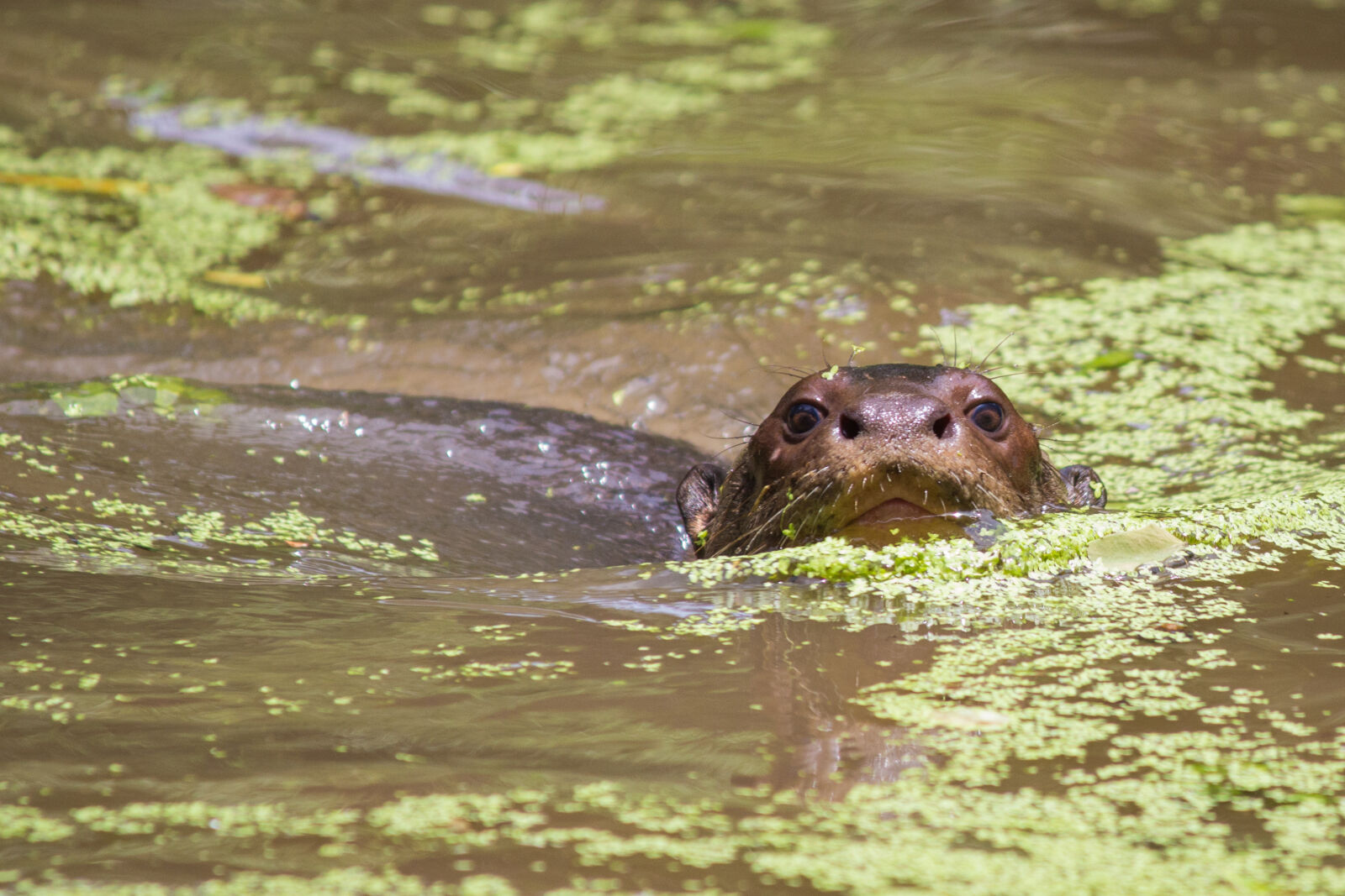 Canon EOS 600D (Rebel EOS T3i / EOS Kiss X5) + Canon EF-S 55-250mm F4-5.6 IS II sample photo. Casanare, giant, otter, llano photography