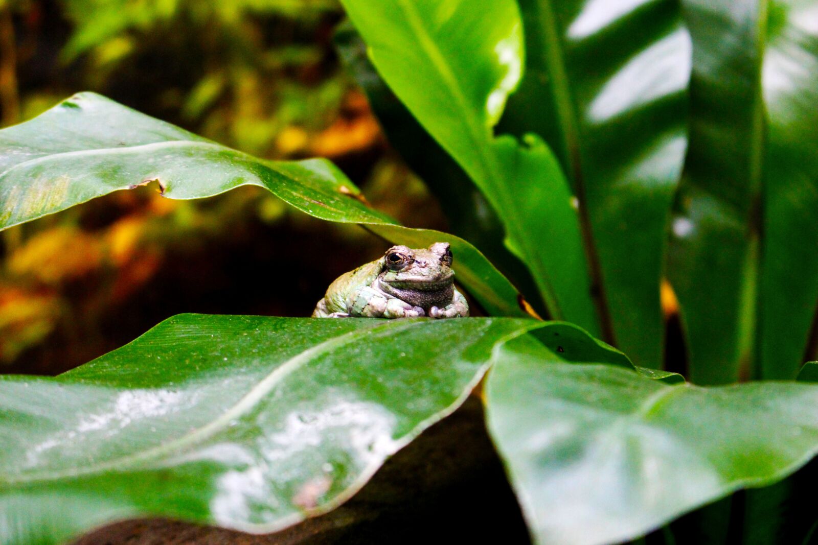 Canon EOS 700D (EOS Rebel T5i / EOS Kiss X7i) sample photo. Animals, frog, toad photography