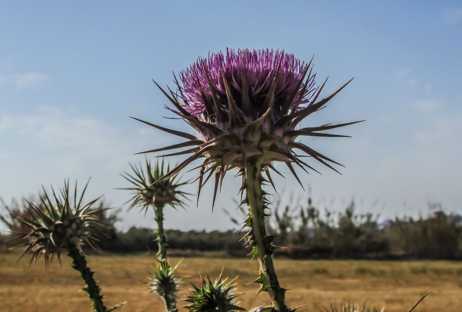 Canon PowerShot SX400 IS sample photo. Cyprus, cavo greko, national photography