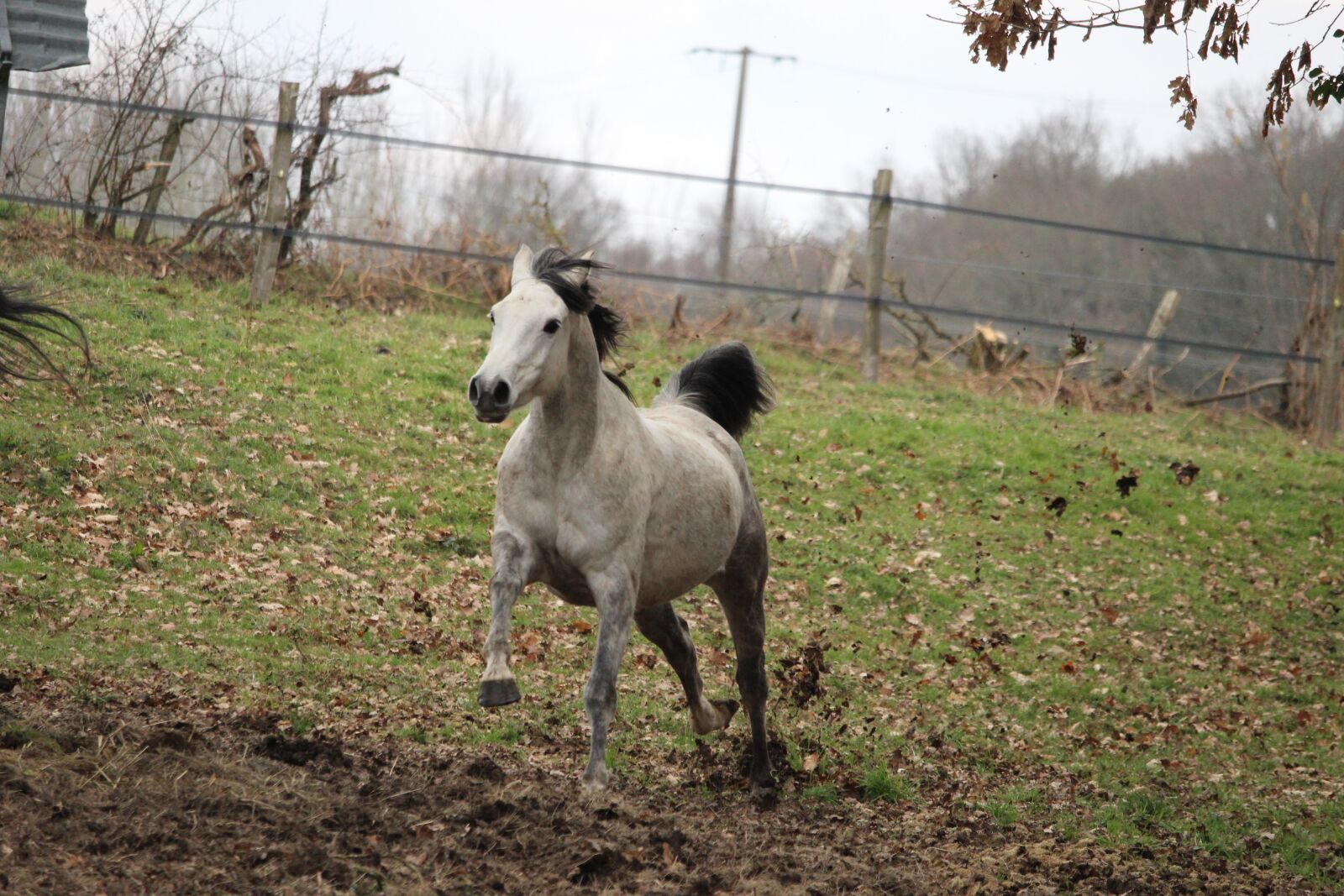 Canon EOS 1200D (EOS Rebel T5 / EOS Kiss X70 / EOS Hi) sample photo. Horse, horses, nature photography