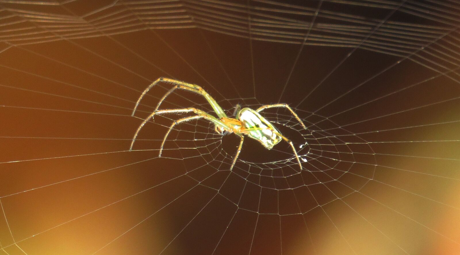 Canon PowerShot SX50 HS sample photo. Spider, arachnid, web photography