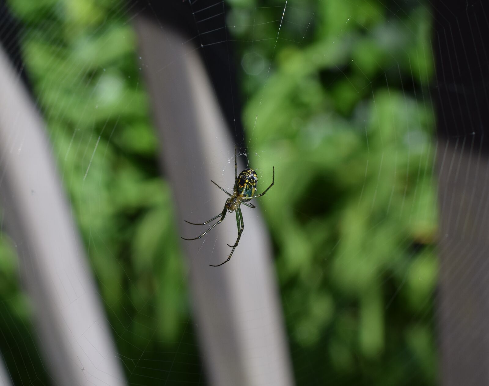 Nikon D3300 sample photo. Orchid spider, spider, arachnid photography