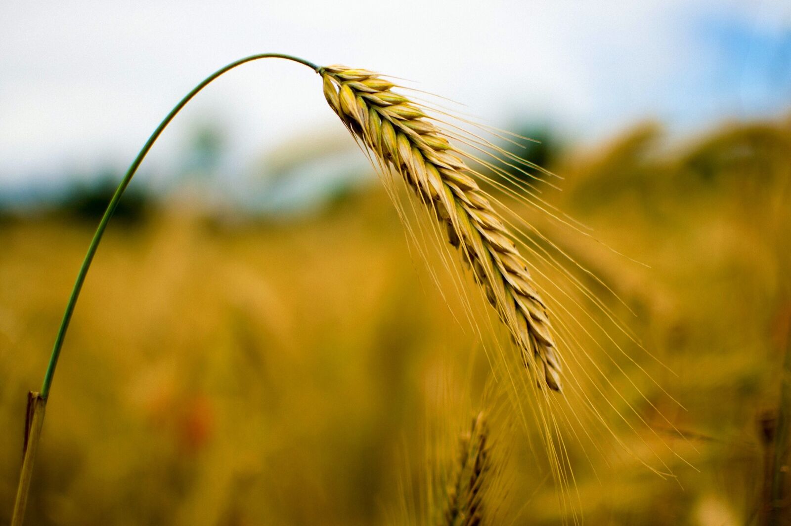 Nikon D3100 sample photo. Rye, cereals, wheat photography