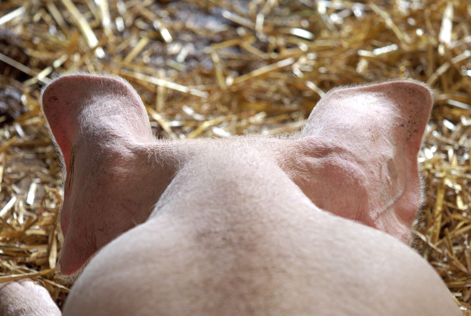 Olympus OM-D E-M5 sample photo. Pig, hog, ears photography