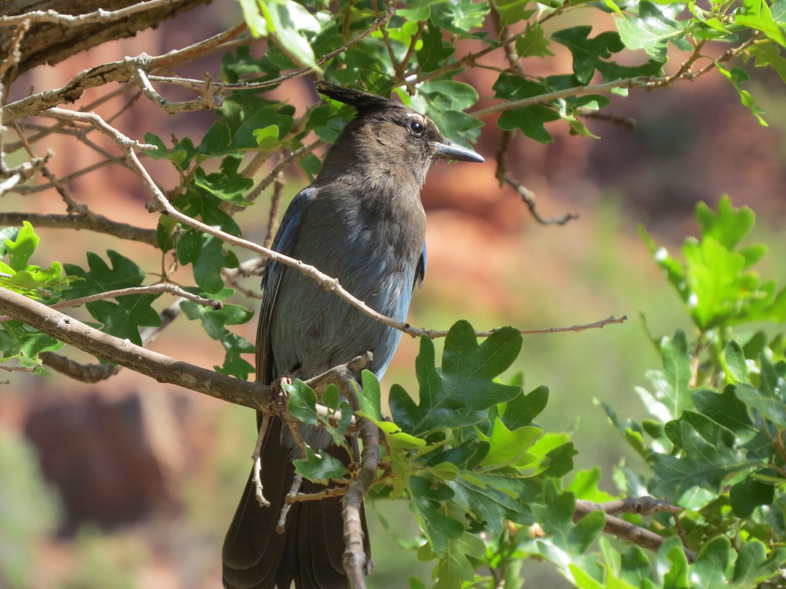 Canon PowerShot SX50 HS sample photo. Grand canyon, bird, national photography