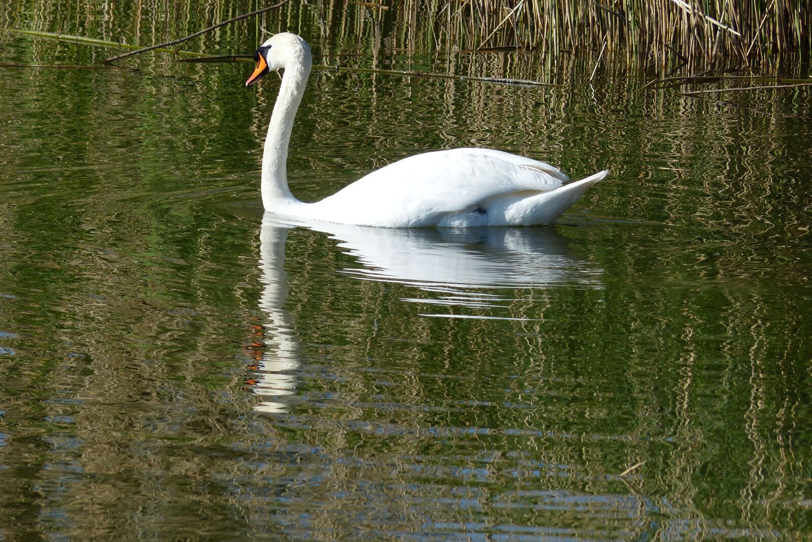 Panasonic Lumix DMC-FZ200 sample photo. Swan, bird, ornithology photography