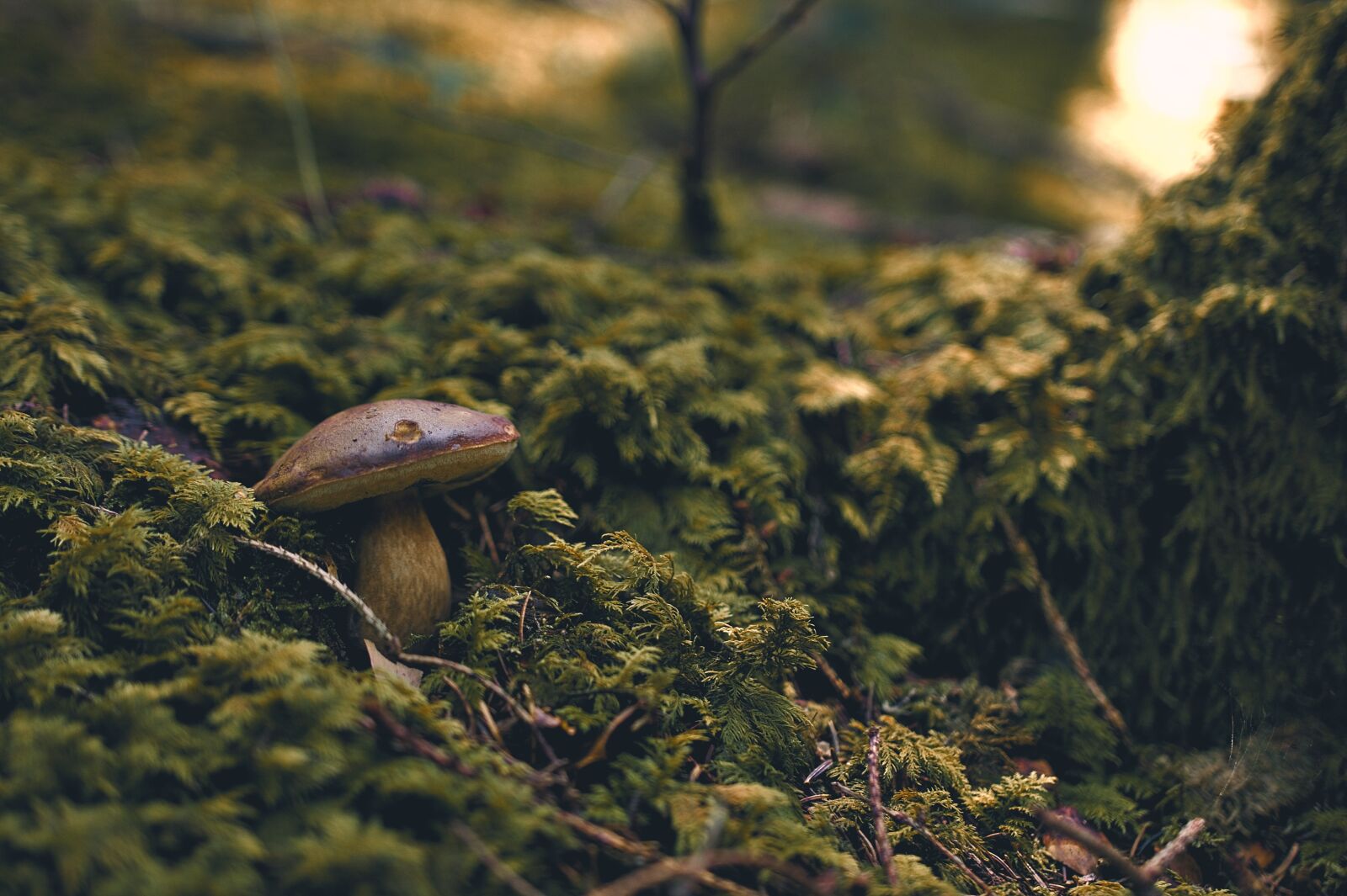 Nikon D5200 sample photo. Forest, mushroom, fungus photography