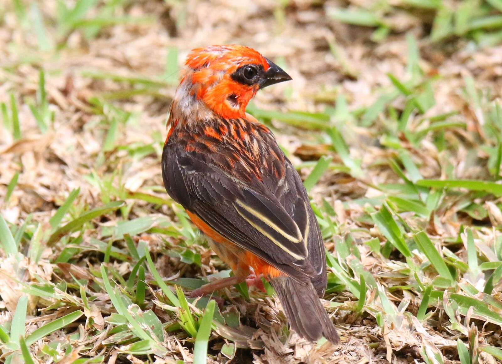 Canon EOS 7D Mark II sample photo. Bird, nature, seychelles photography