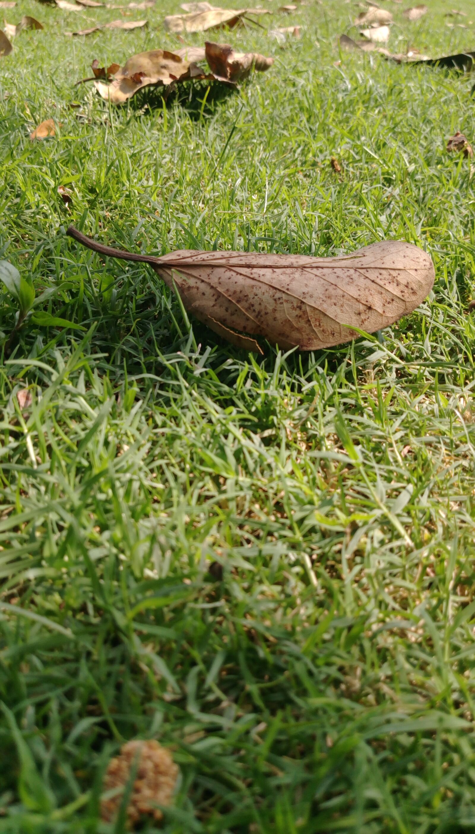 HTC DESIRE 830 DUAL SIM sample photo. Ground, grass, leaf photography