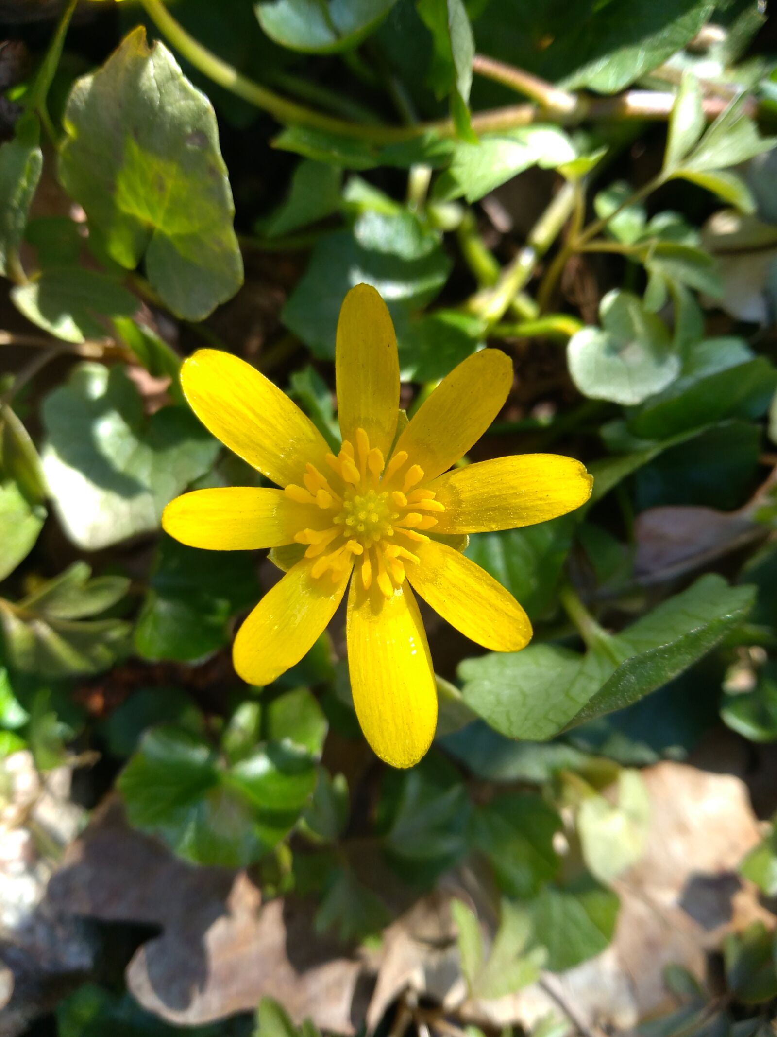 HUAWEI P9 LITE MINI sample photo. Spring, yellow, flower photography