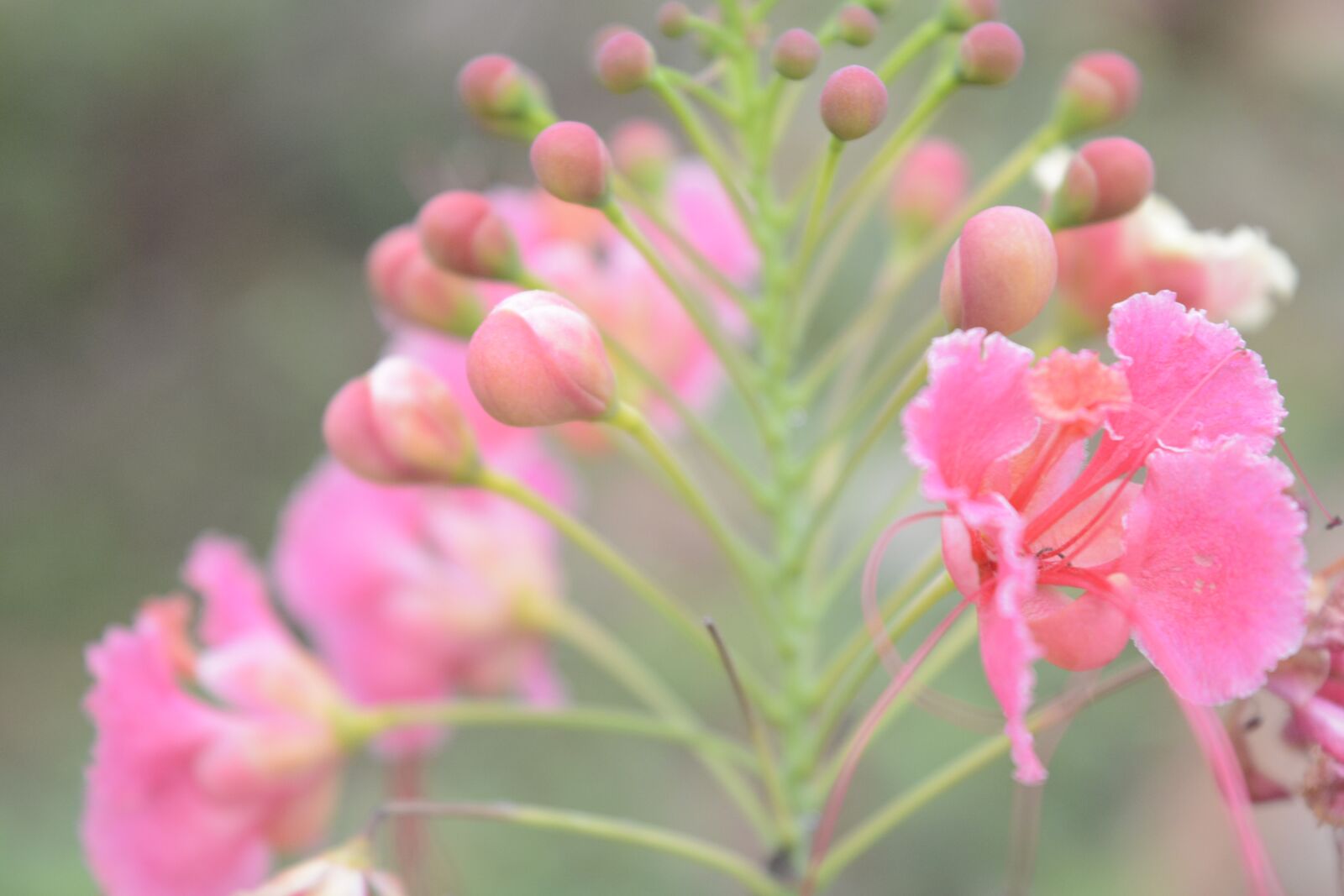 Nikon D5200 sample photo. Pink, flower s, green photography