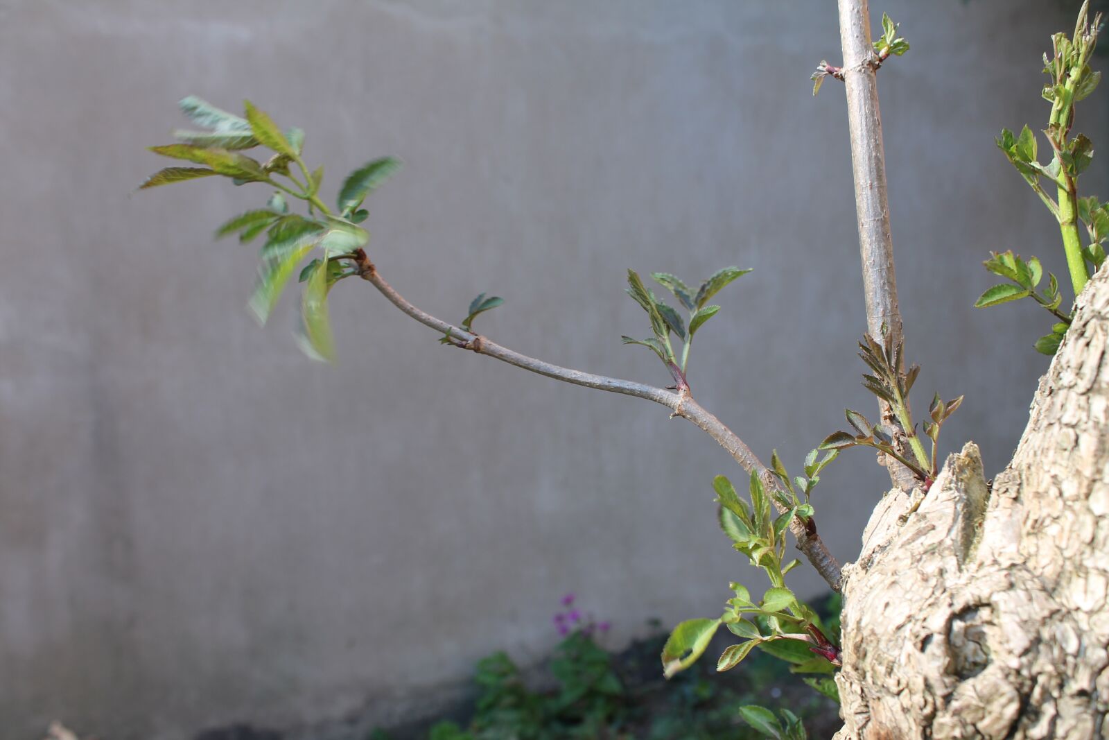 Canon EOS 1100D (EOS Rebel T3 / EOS Kiss X50) sample photo. Green, branch, engine photography