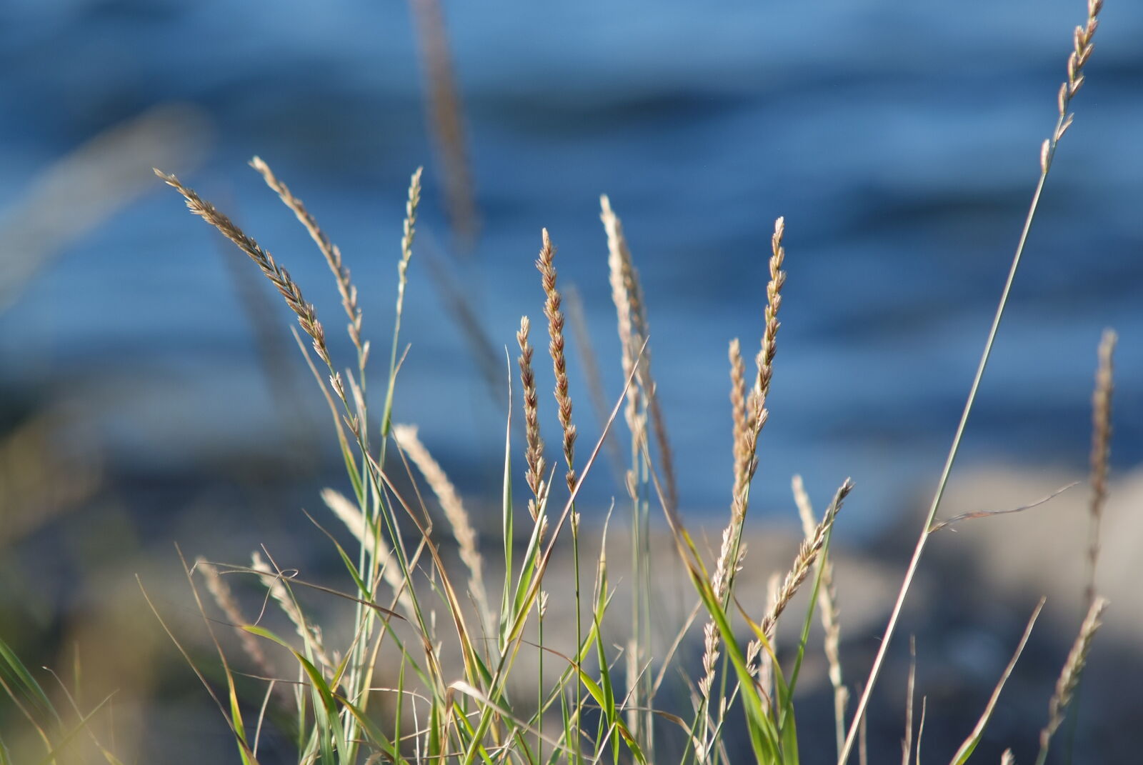 Fujifilm FinePix S5 Pro sample photo