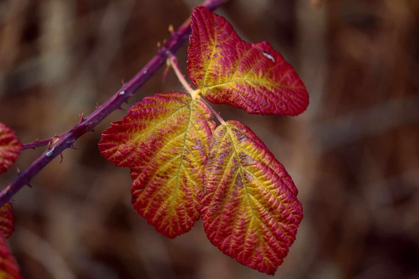 Canon EOS 200D (EOS Rebel SL2 / EOS Kiss X9) sample photo. Blackberry leaves, fall color photography