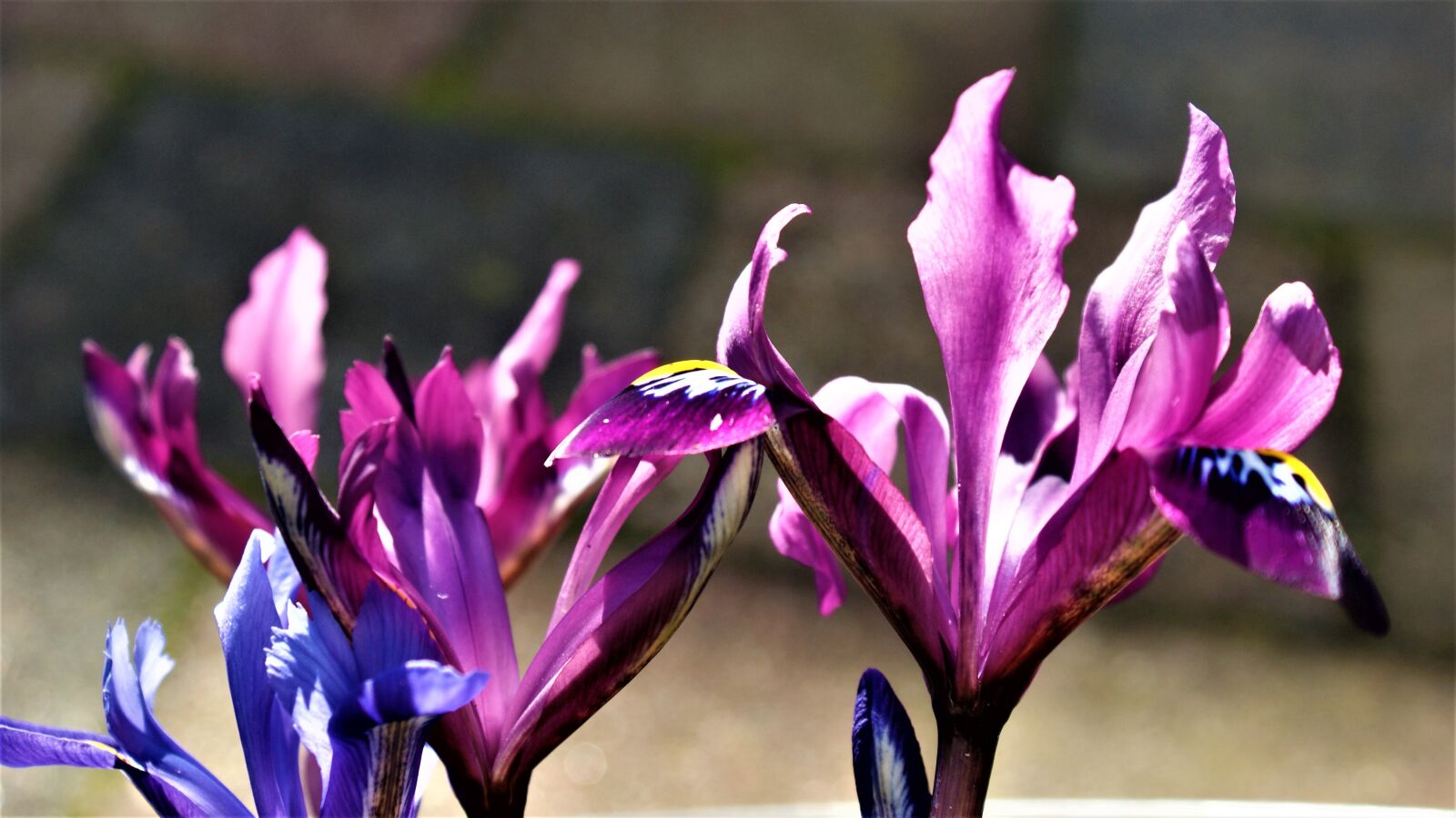 Sony Alpha DSLR-A350 sample photo. Iris, lilac, blue photography