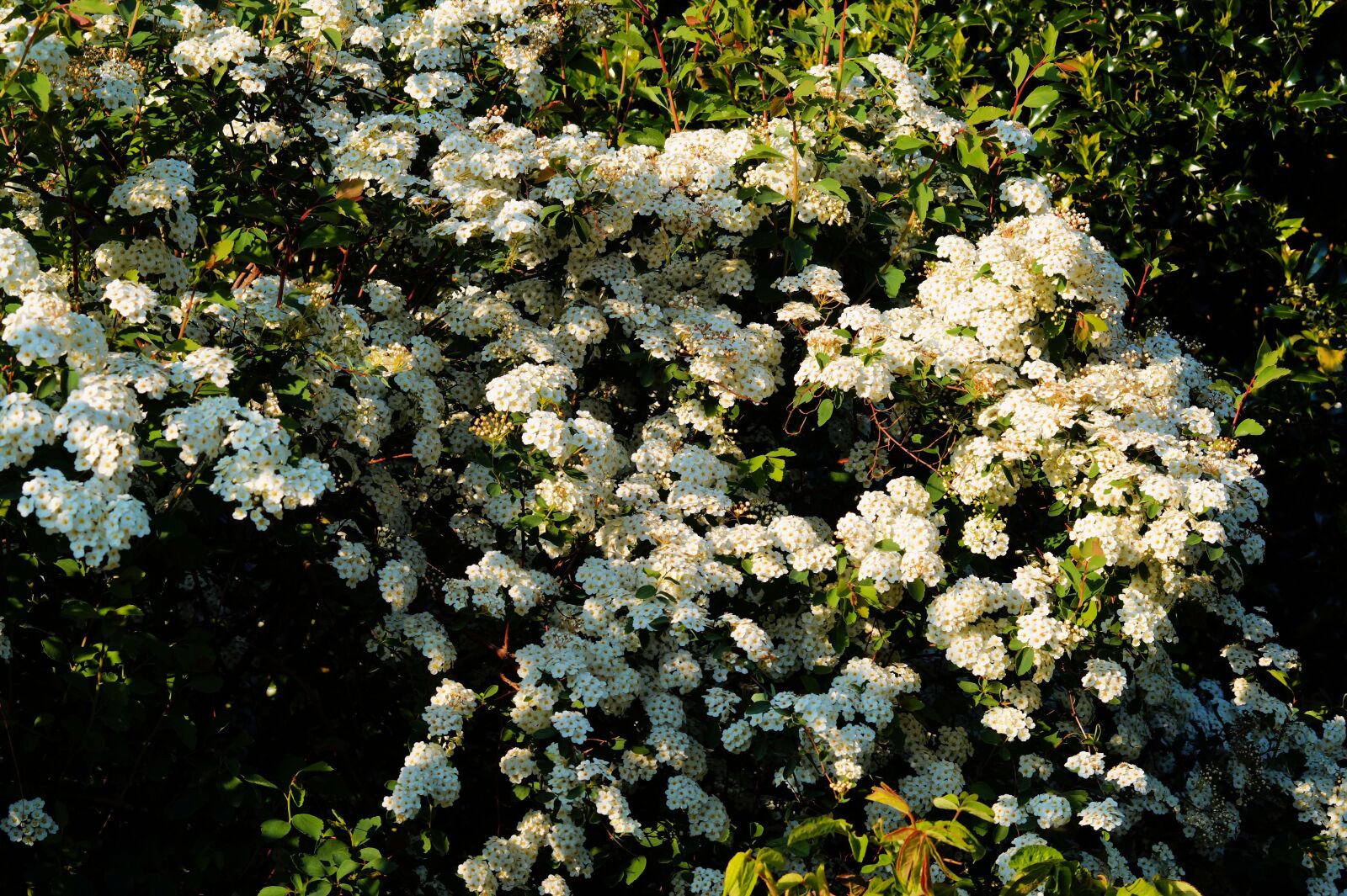 Sony SLT-A58 sample photo. Flowers, white, white flowers photography