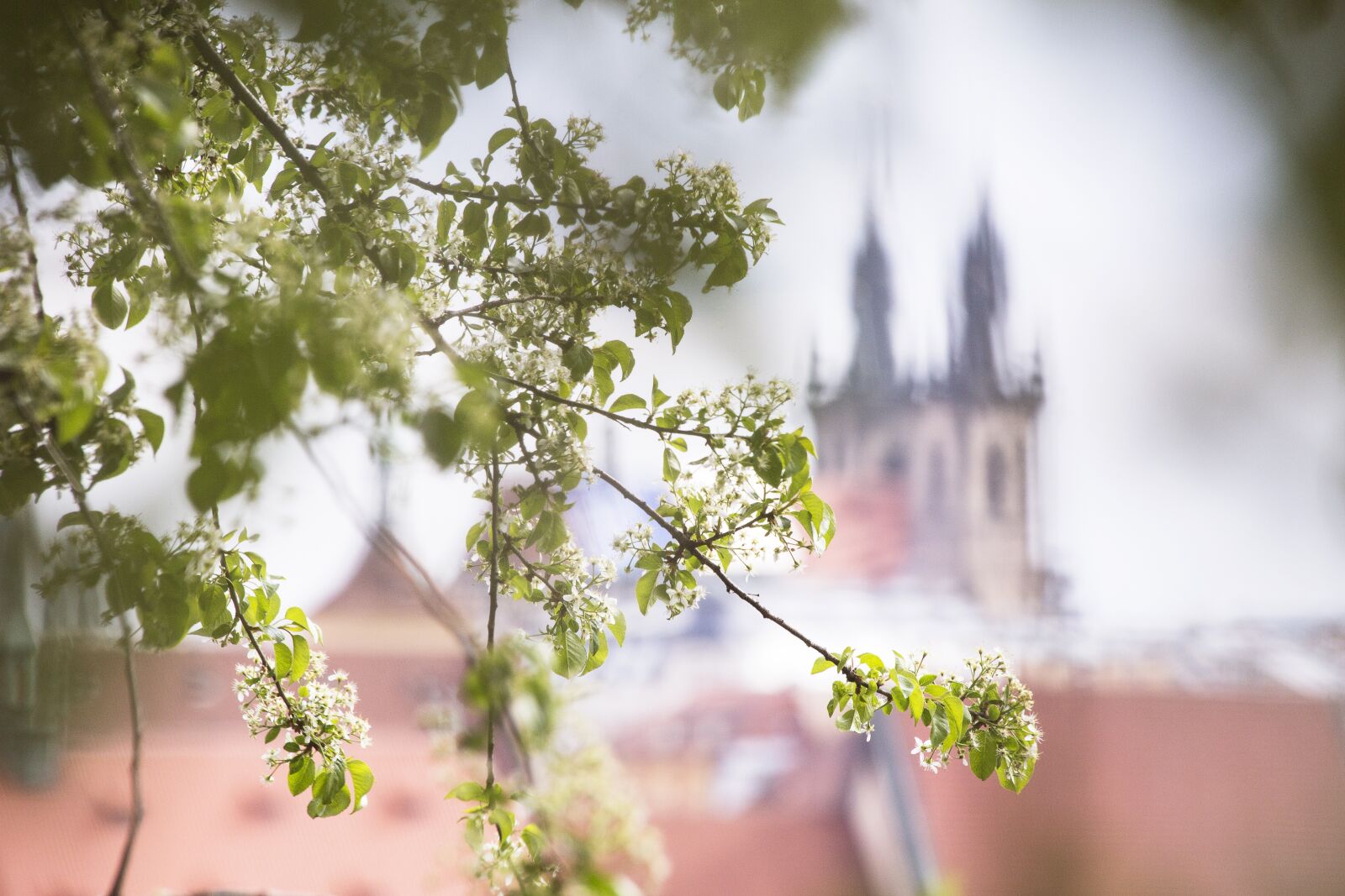 Canon EF 70-300mm F4-5.6 IS USM sample photo. Spring, flowers, city photography