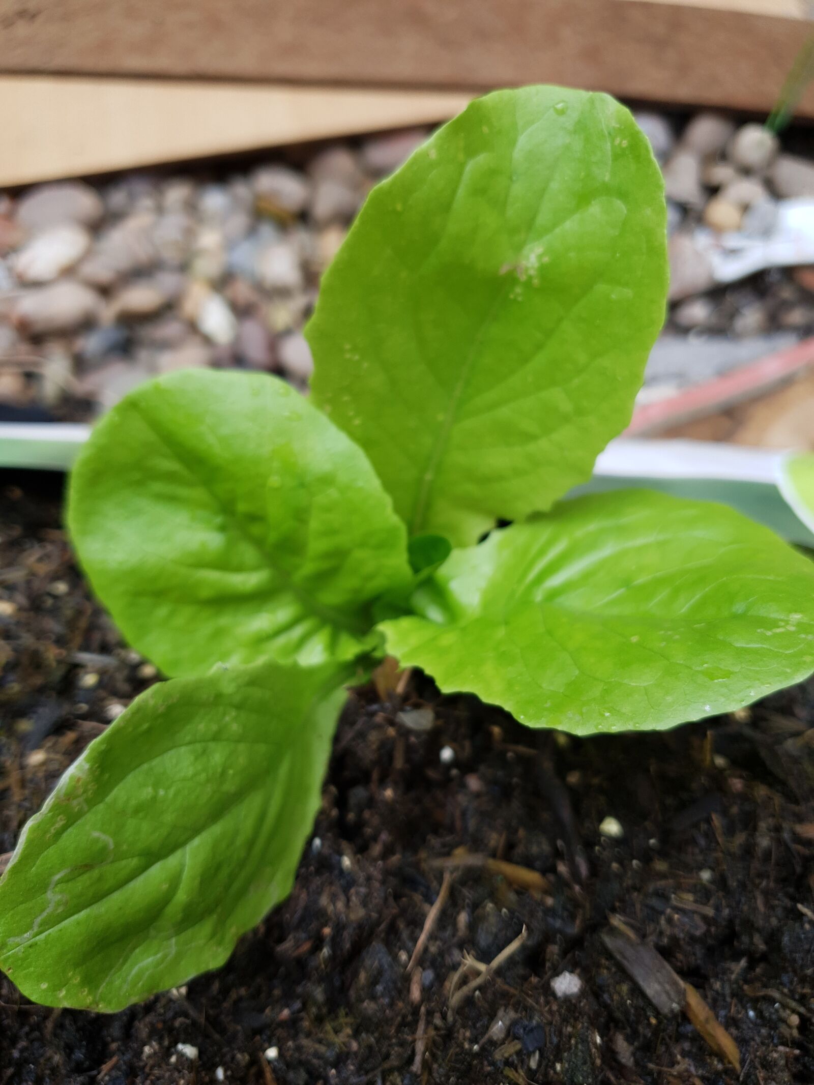 Samsung Galaxy S10 sample photo. Lettuce, plant, leaves photography