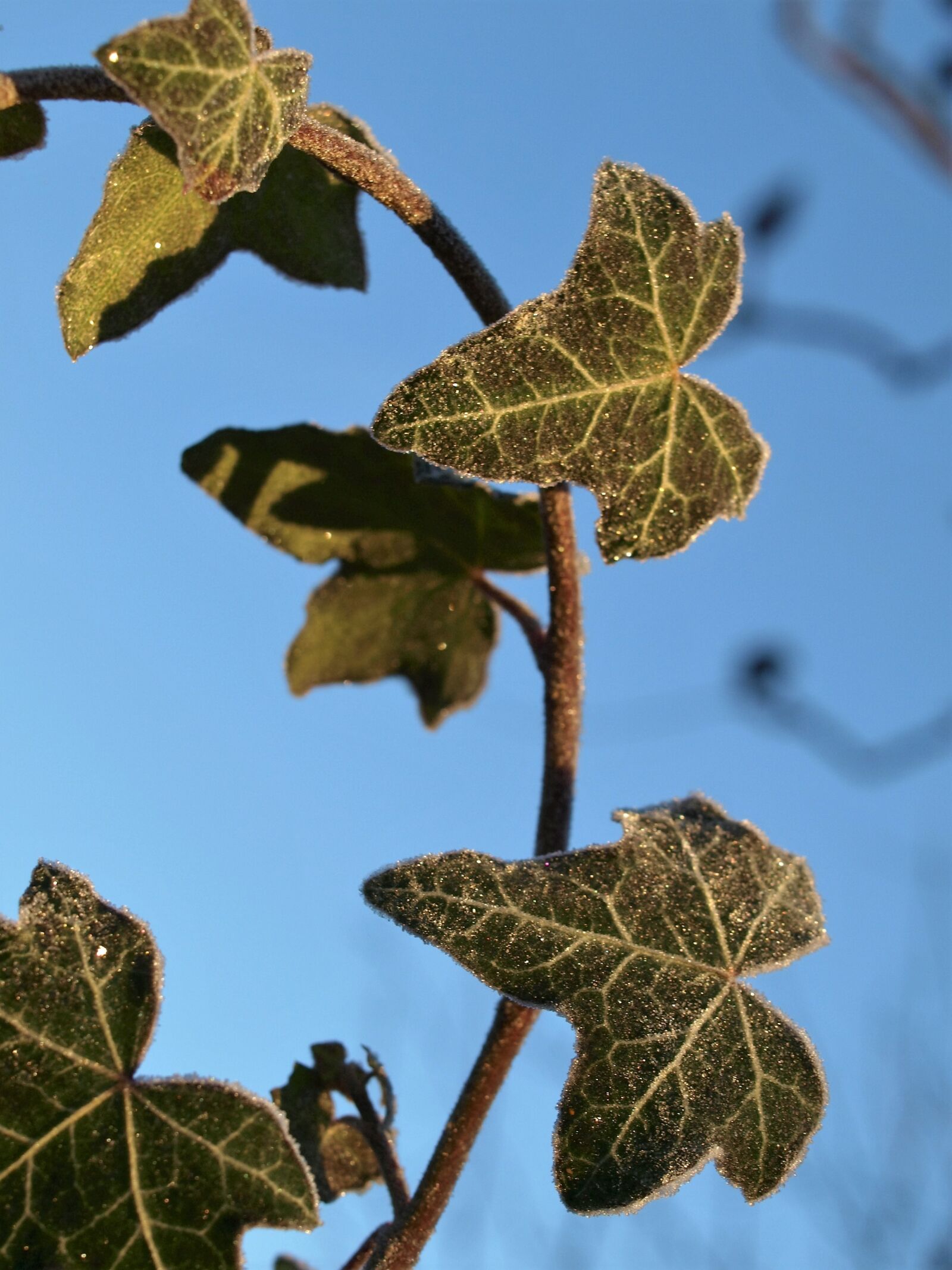 Olympus E-520 (EVOLT E-520) sample photo. Leaf, nature, flora photography