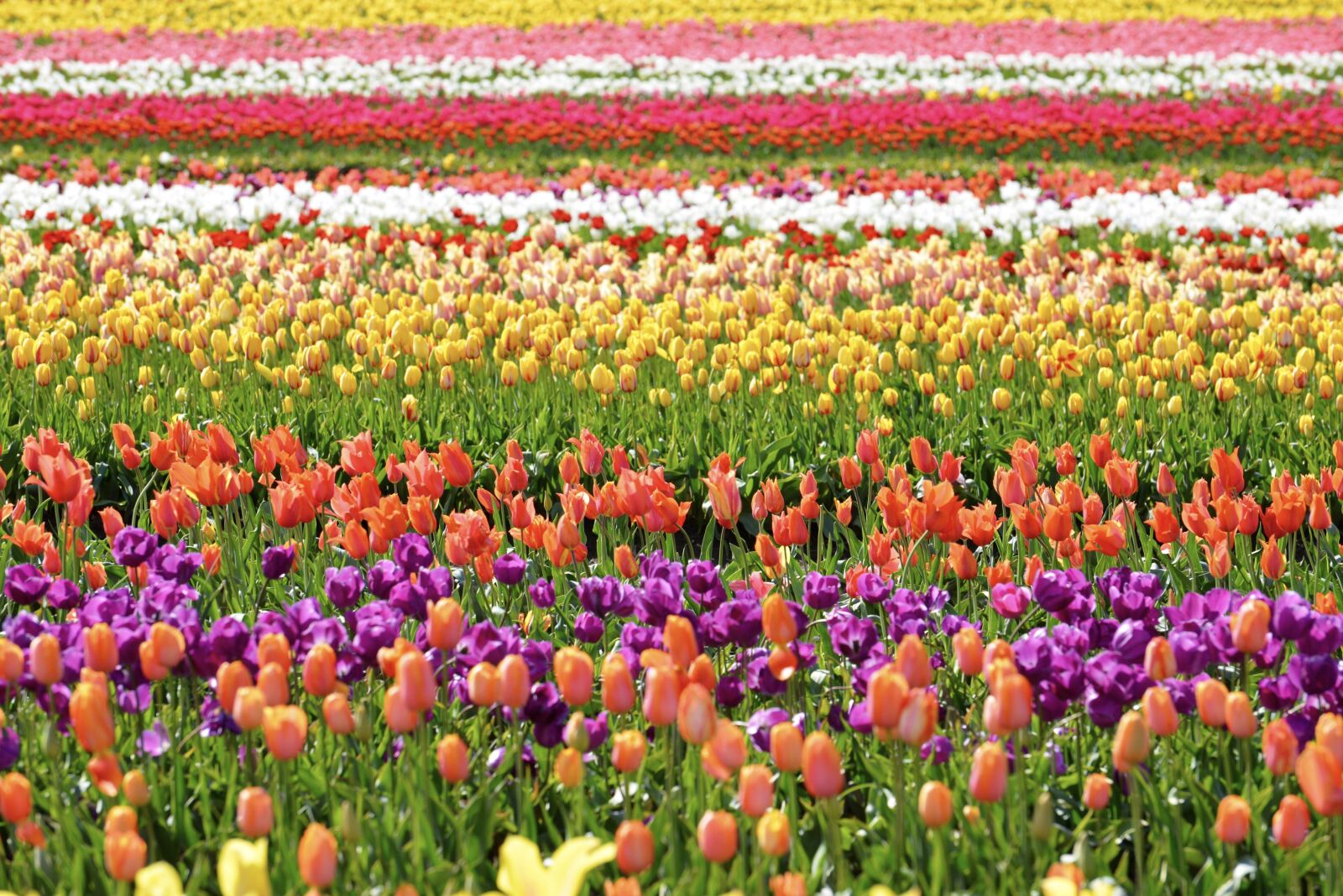 Nikon D600 sample photo. Tulips, flowers, tulip field photography