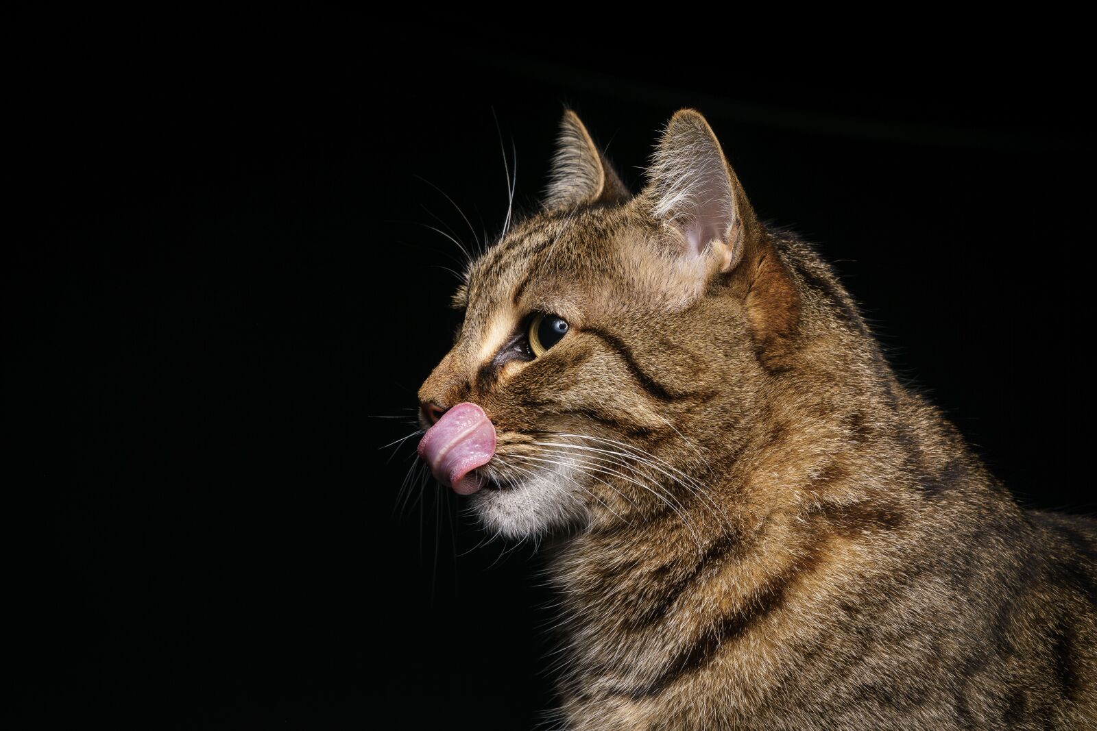 Sony a6000 sample photo. Cat, tongue, cute photography