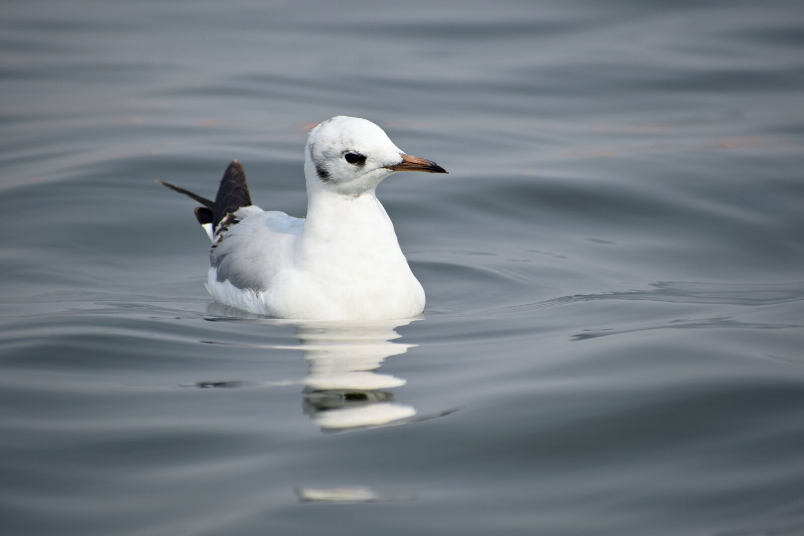 Nikon D3300 sample photo. Seagull, bird, sea photography