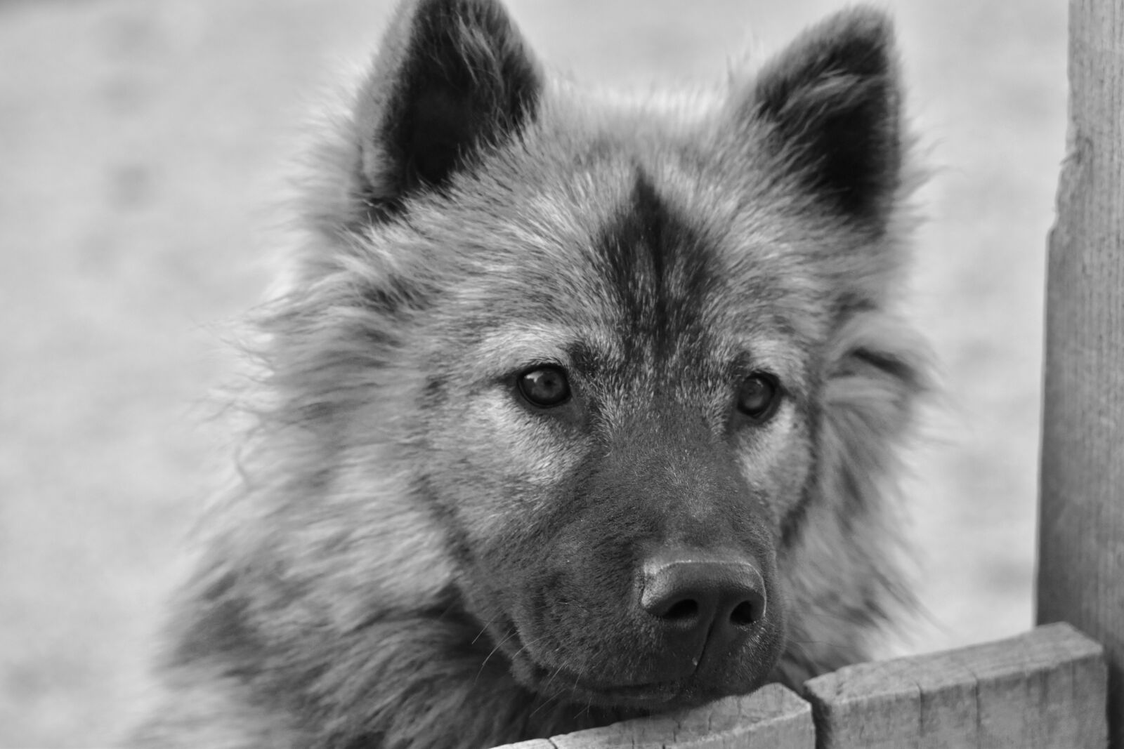 Nikon D5600 sample photo. Dog, bitch, eurasier photography