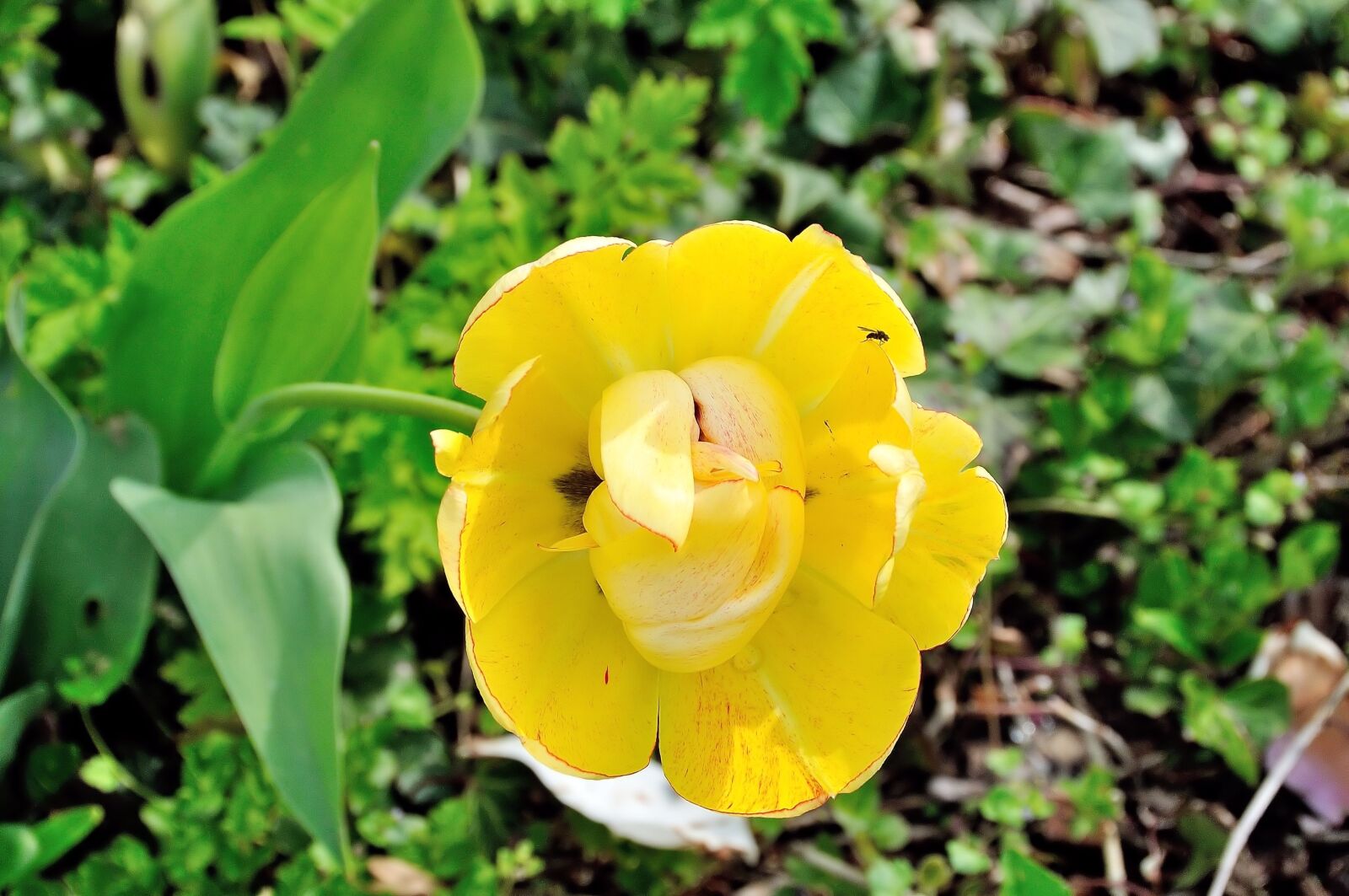 Nikon D5000 sample photo. Tulip, flower, yellow photography