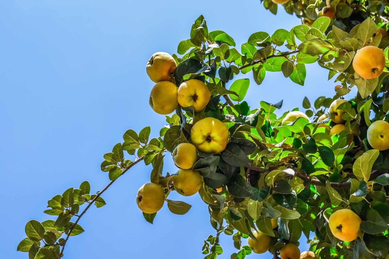 Nikon D3300 sample photo. Peach tree, fruit, peach photography