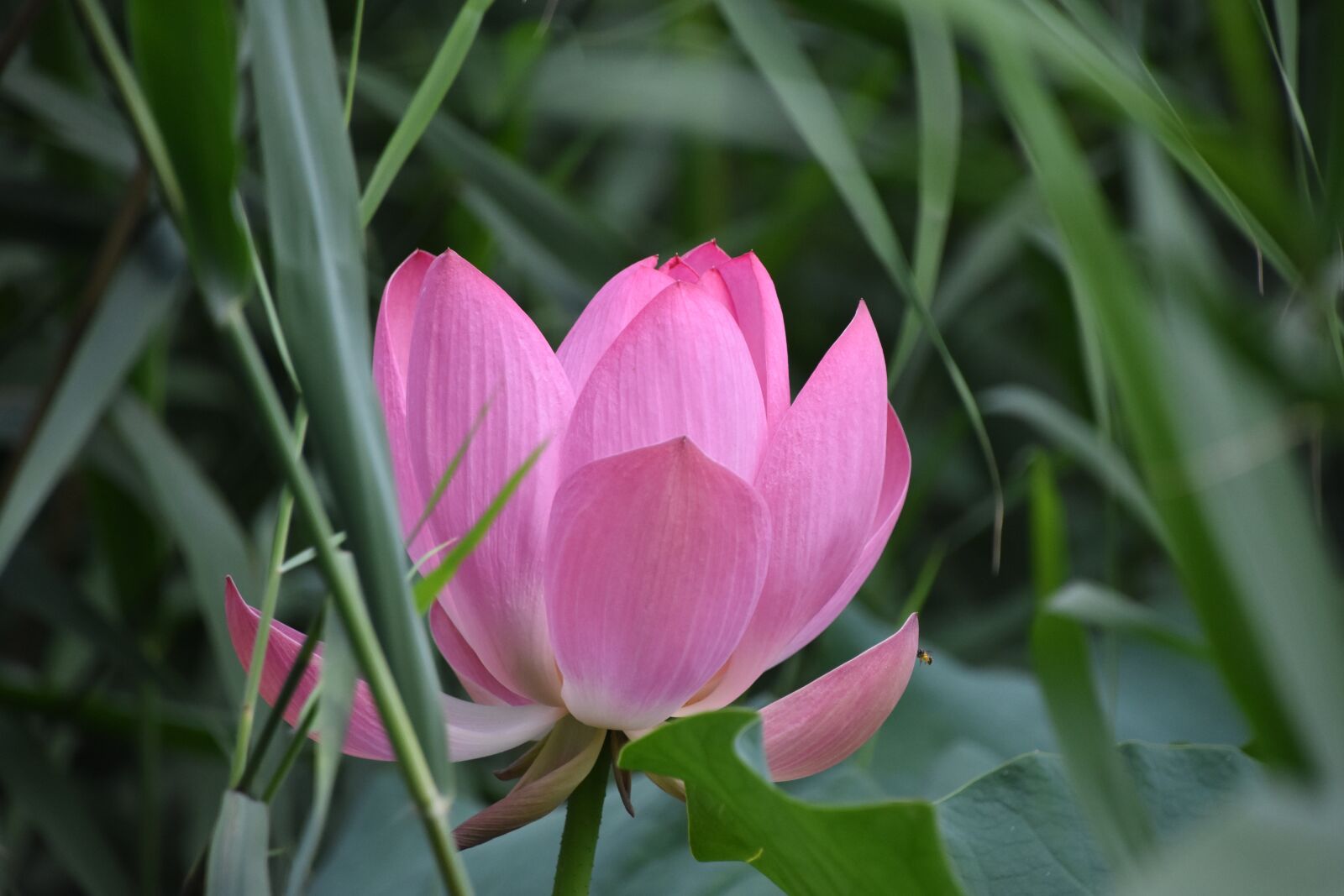 Nikon D7200 sample photo. Pink lotus, flower, close-up photography