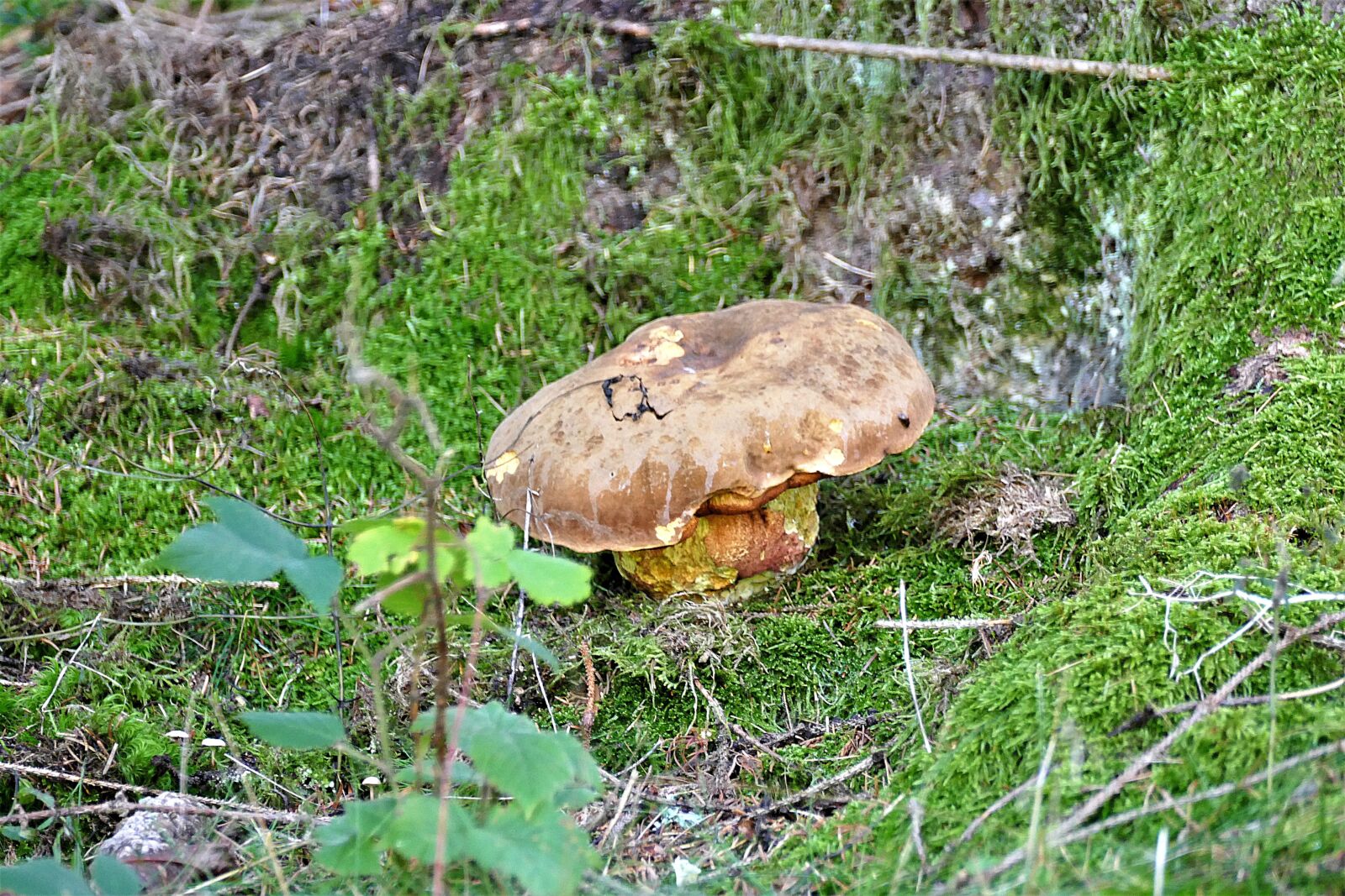 Panasonic Lumix DMC-FZ1000 sample photo. Mushroom, weathered, nature photography
