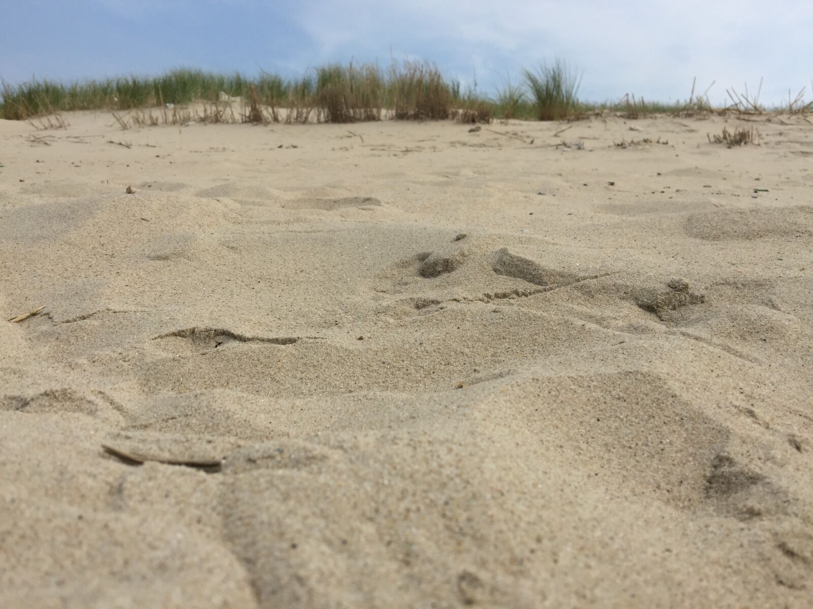 iPhone 6 Plus back camera 4.15mm f/2.2 sample photo. Beach, sand, dune photography